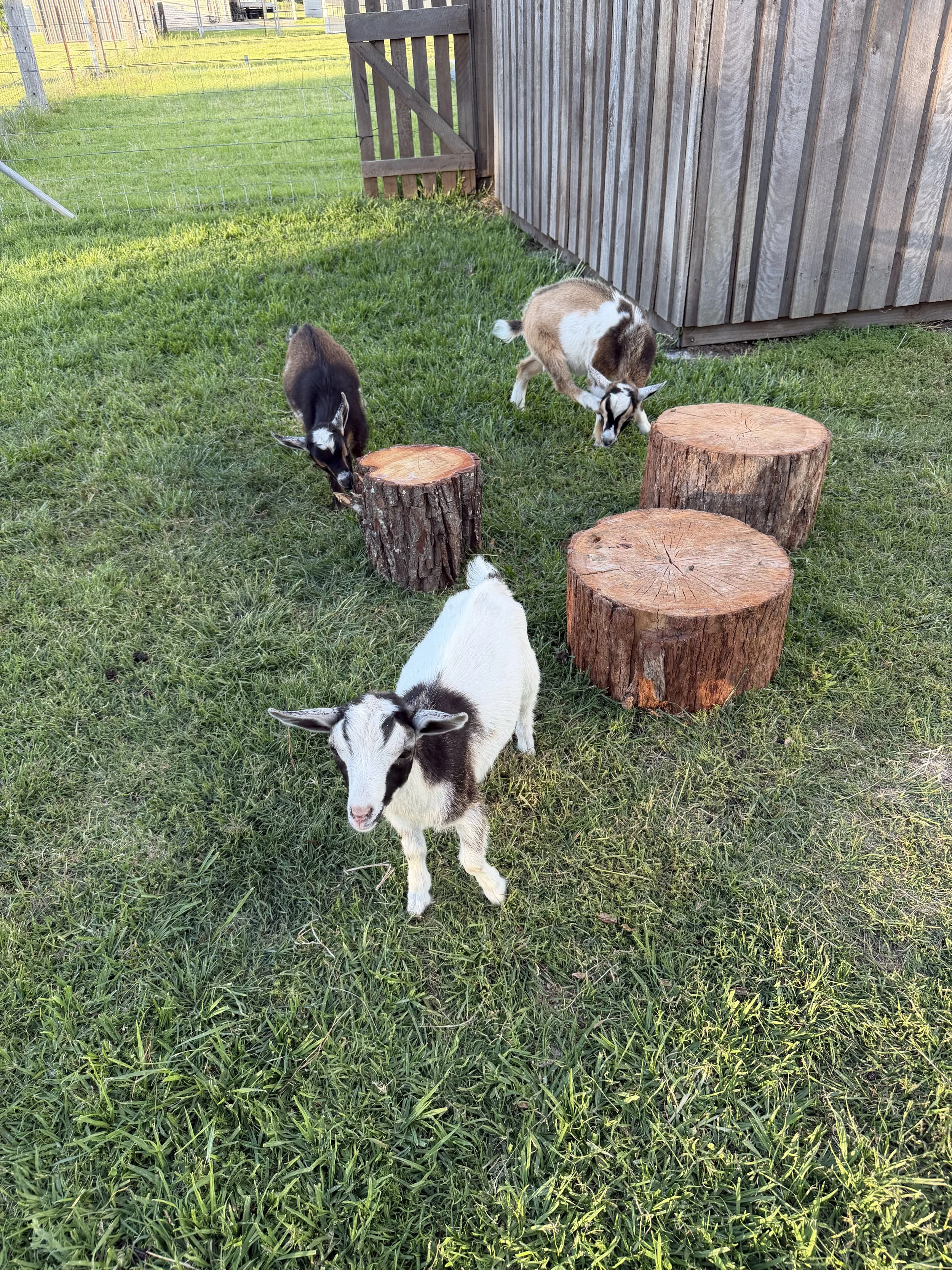 Three baby goats in a grassy yard near chopped tree stumps, with a wooden fence and shed in the background.