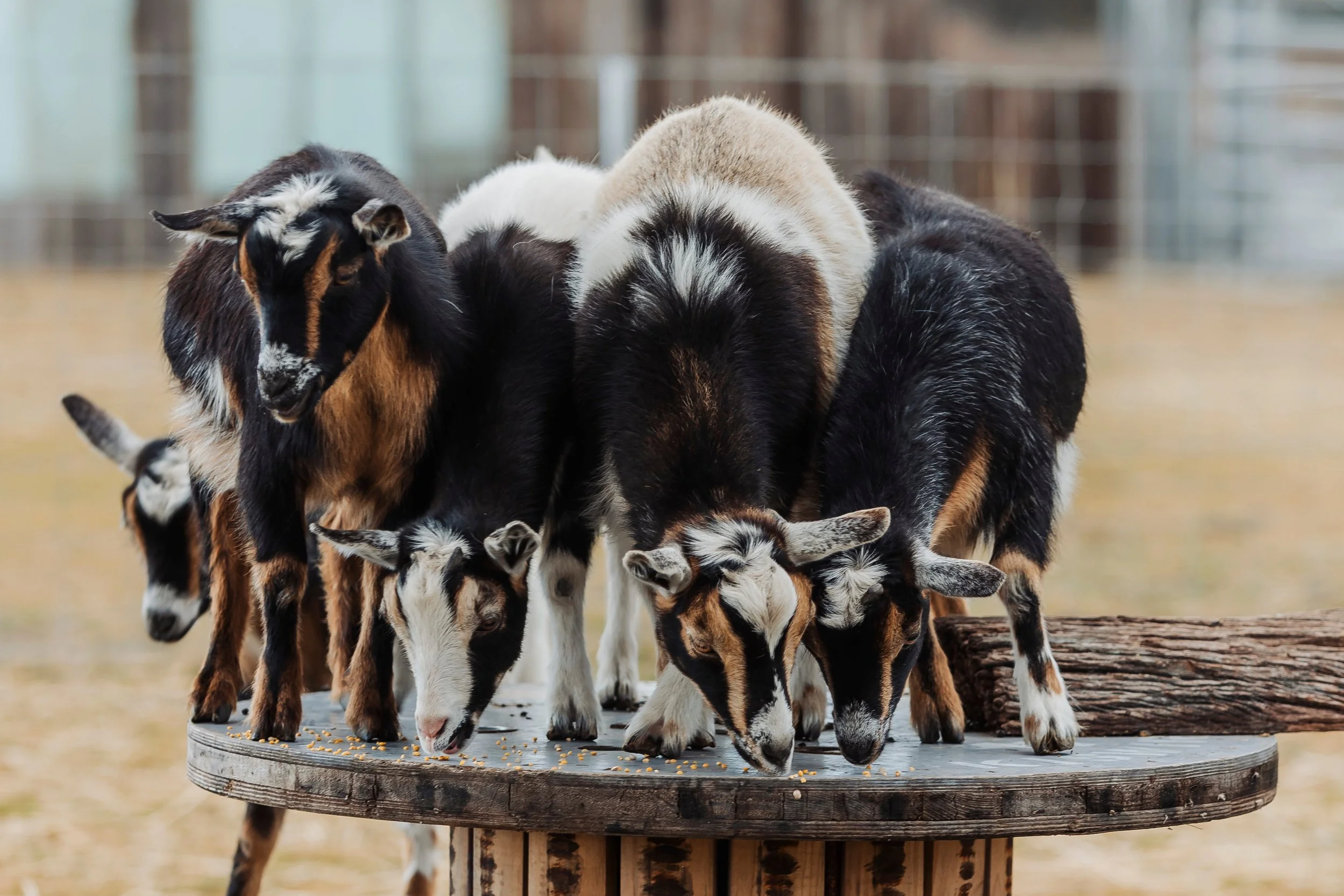 Three baby goats in a grassy yard near chopped tree stumps, with a wooden fence and shed in the background.