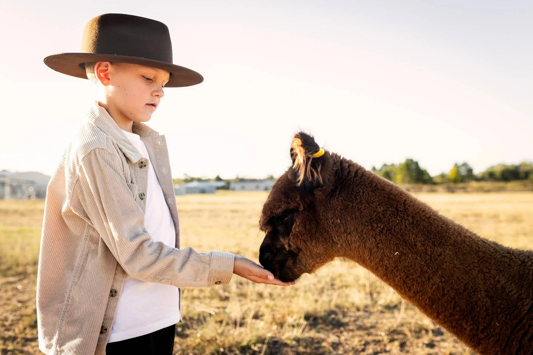 Two alpacas standing in a grassy field, one white and one brown, with trees in the background.