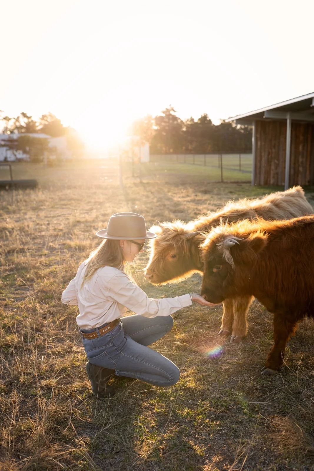 Two brown calves standing close together on a grassy field under a partly cloudy sky.