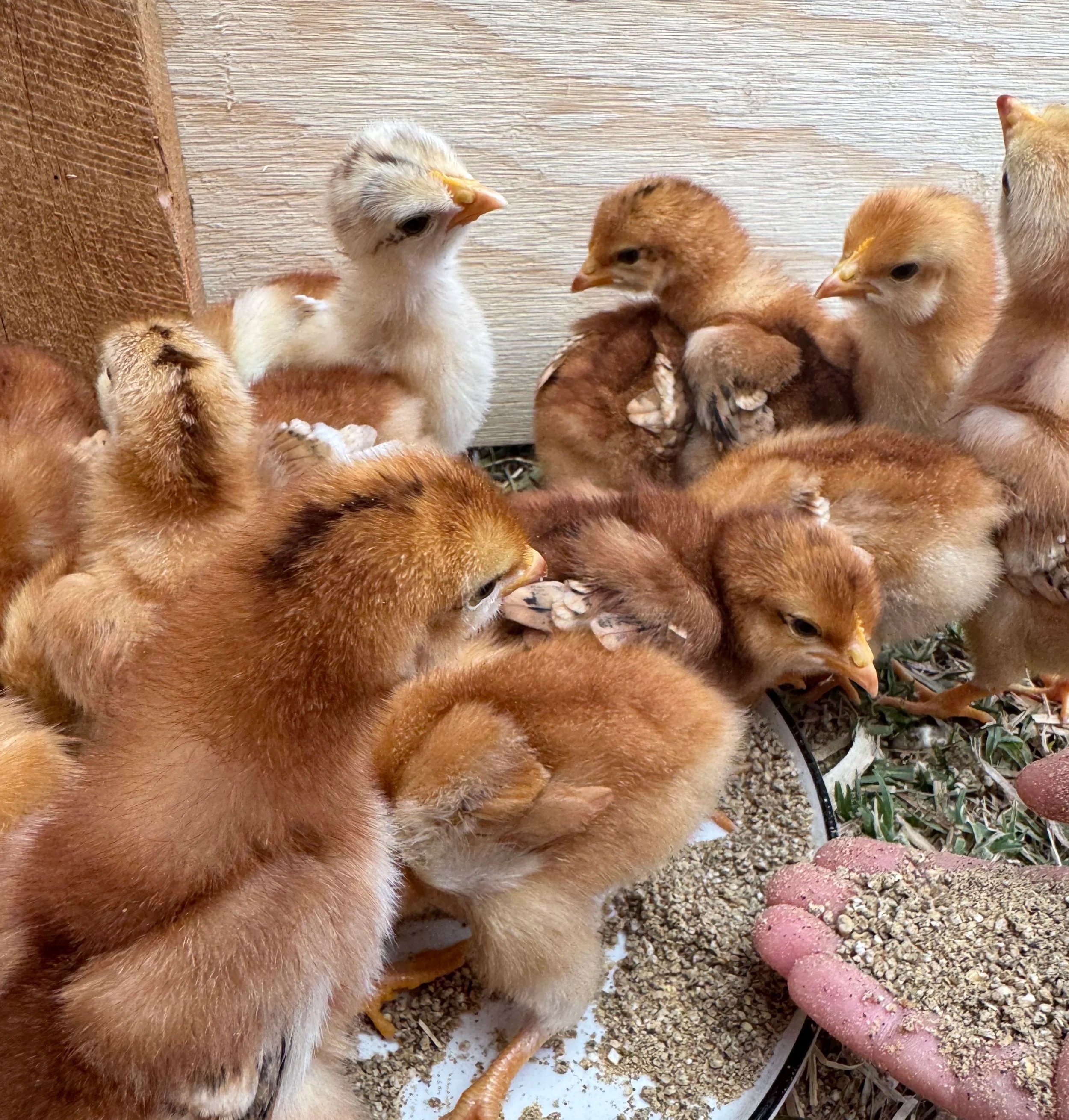 Several chickens on a farm, with some inside a wooden coop and others outside on green grass.