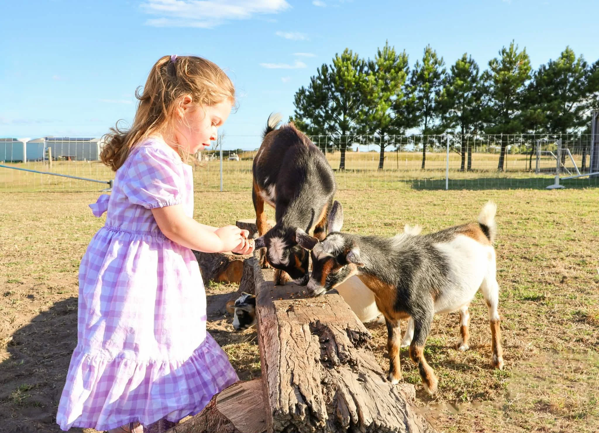 Three baby goats in a grassy yard near chopped tree stumps, with a wooden fence and shed in the background.