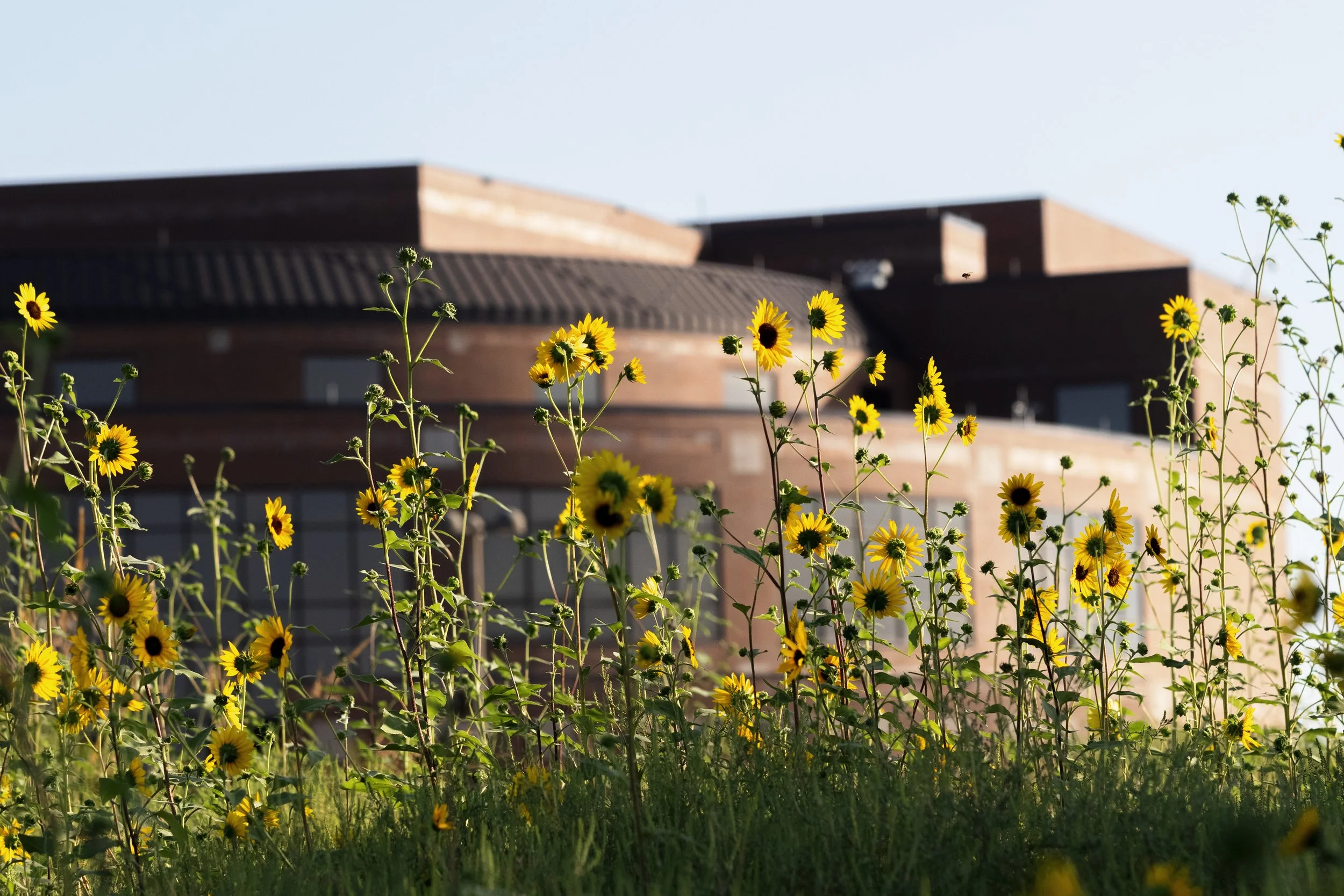 Renowned earthwork artist Stan Herd creating Algerian flag installation in Lawrence for World Cup