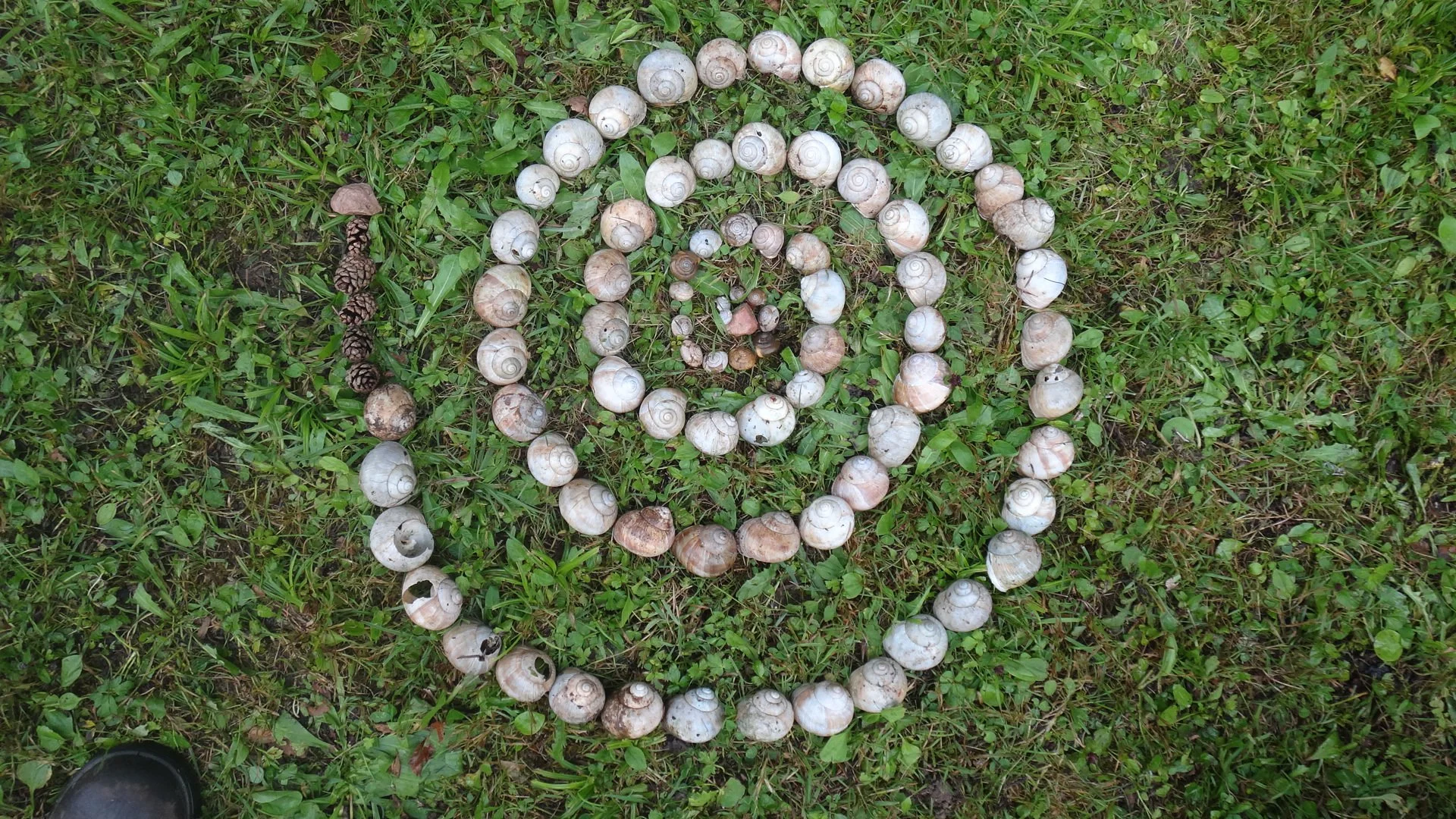 A spiral of snail shells representing the way in which our deepening understanding of ourselves and eachother ripples outwards to create a healthy culture