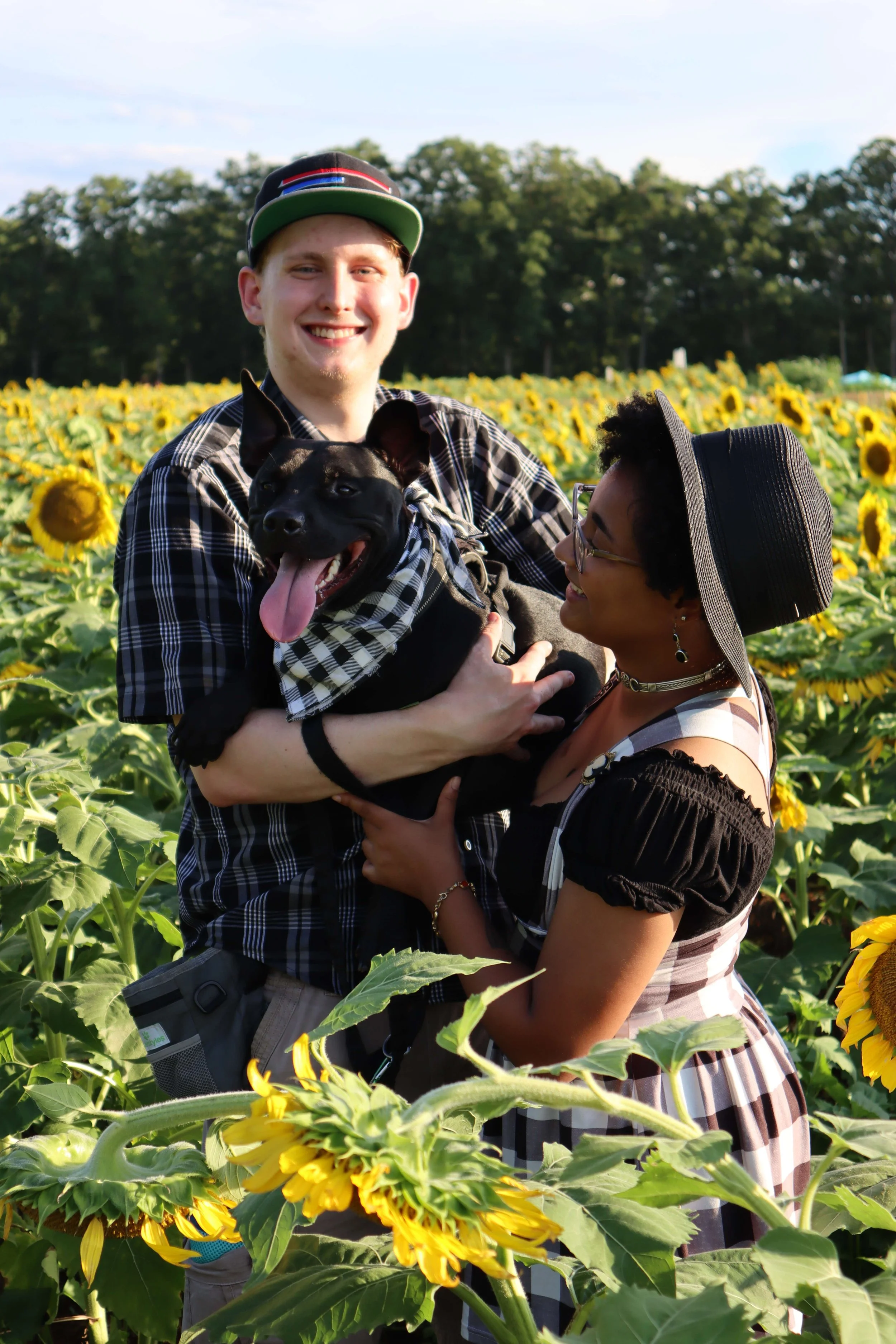 A trip to the sunflower fields with Jasper