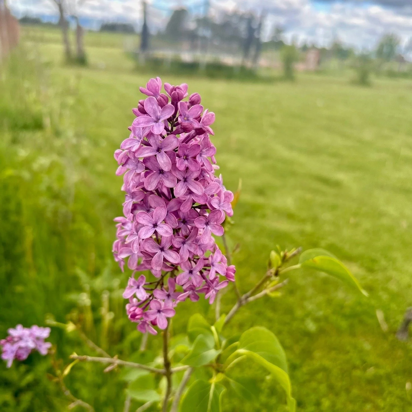 There will probably end up being more food posted on here than anything else but I wanted to start with Psalm 118. This scripture helped me get further along my journey to starting back up my blog/website. I love how many lilacs are around Montana or