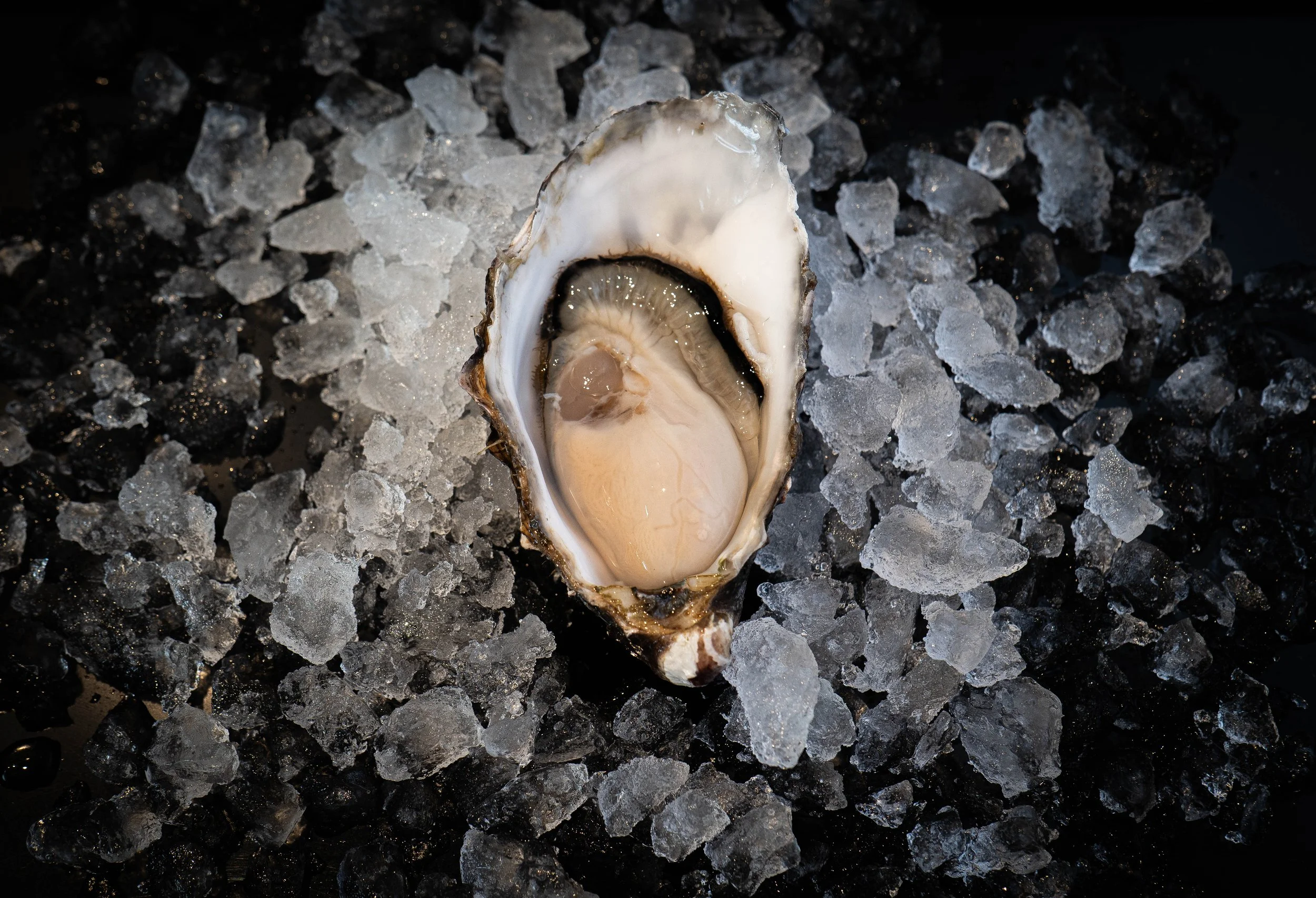 An opened oyster shell on ice with the oyster inside visible, surrounded by crushed ice.