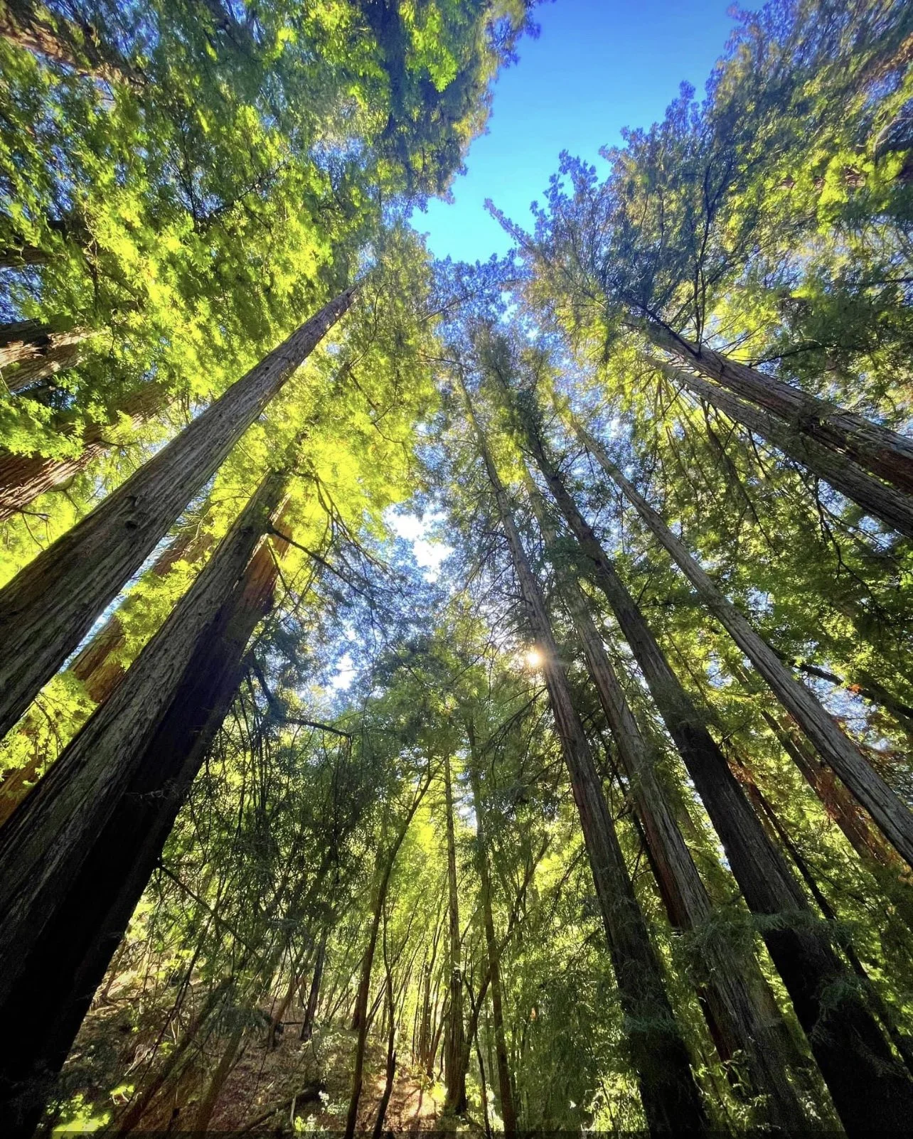 Tall trees looking up with sunlight