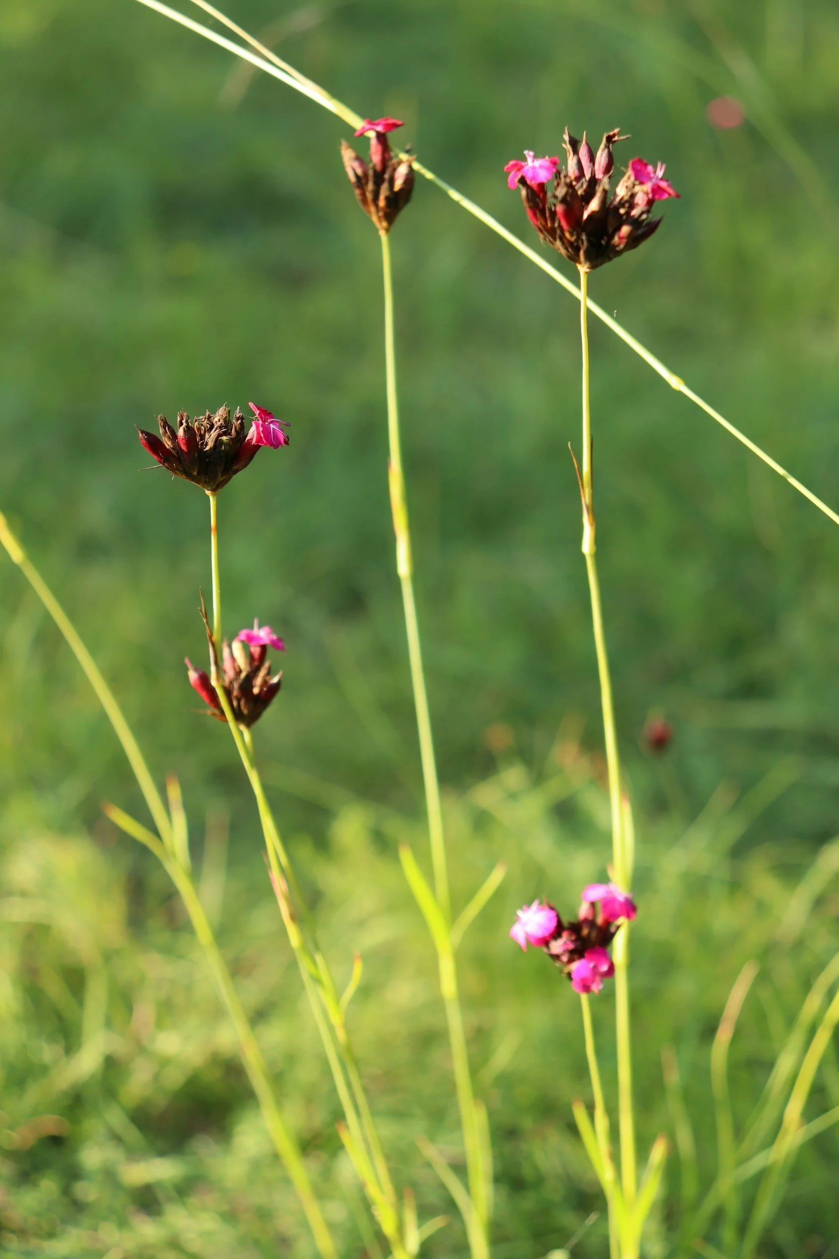 Plants blossoming with light sun