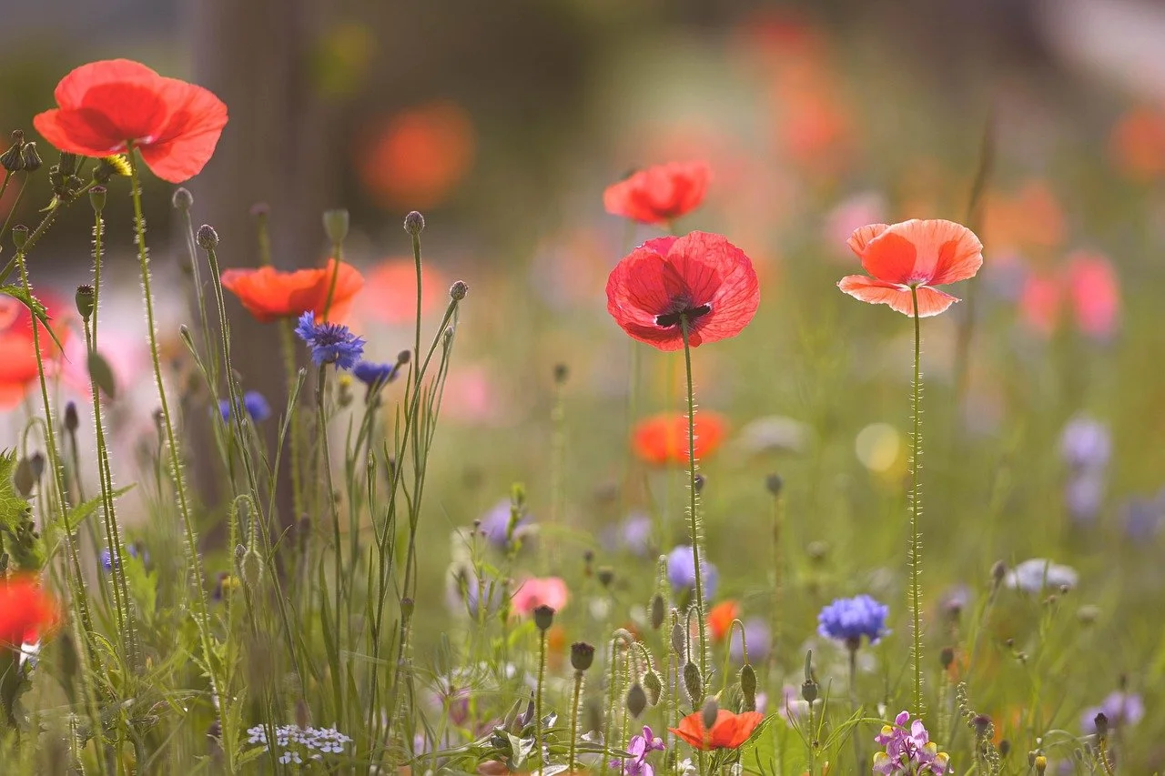 Red, purple, pink Poppie flowers