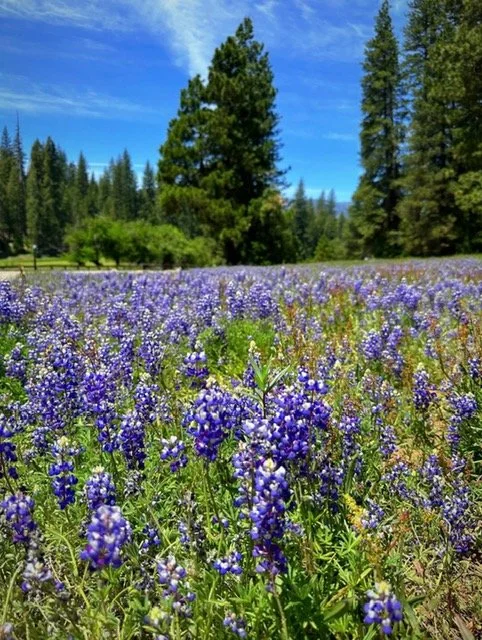 Purple flower at Yosemite in spring