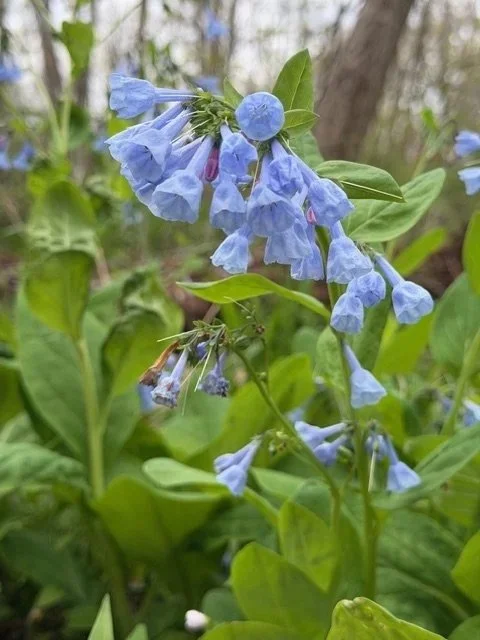 Bluebell flower up close