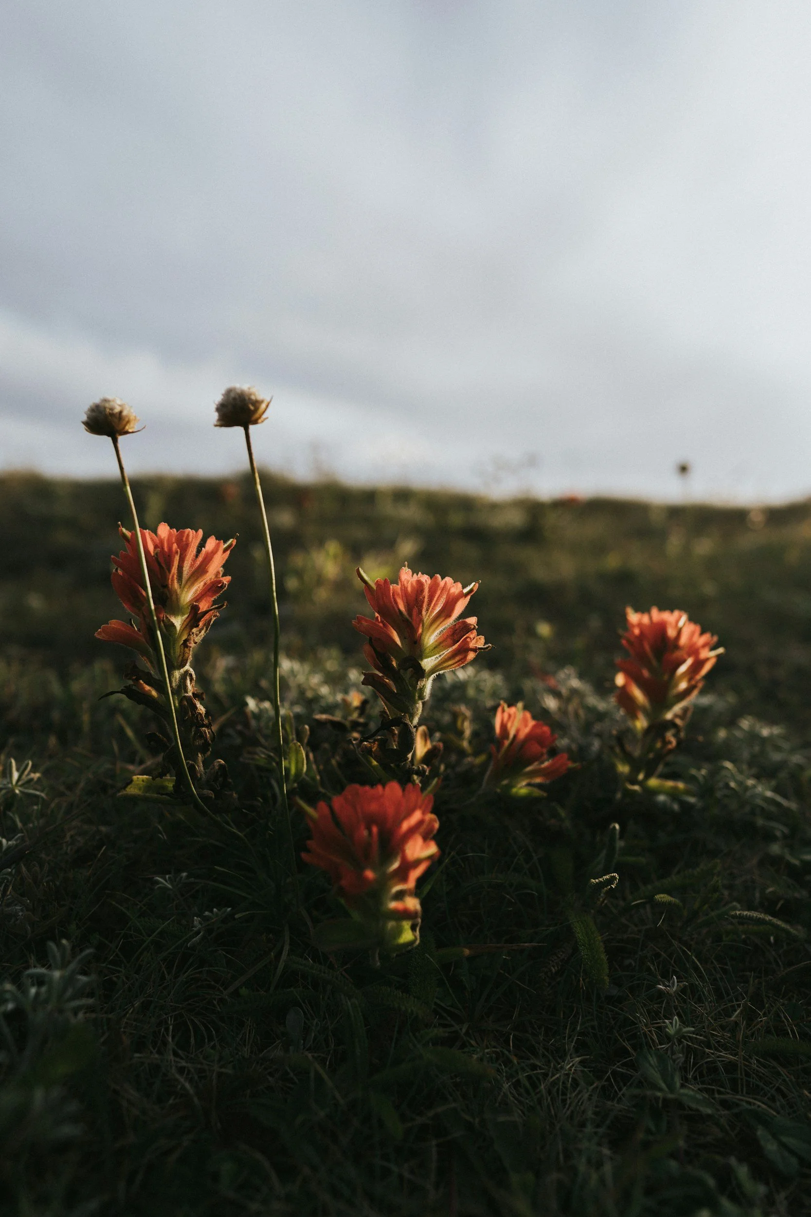 Close-up of orange and pink wildflowers growing in a grassy field during daytime with overcast sky.