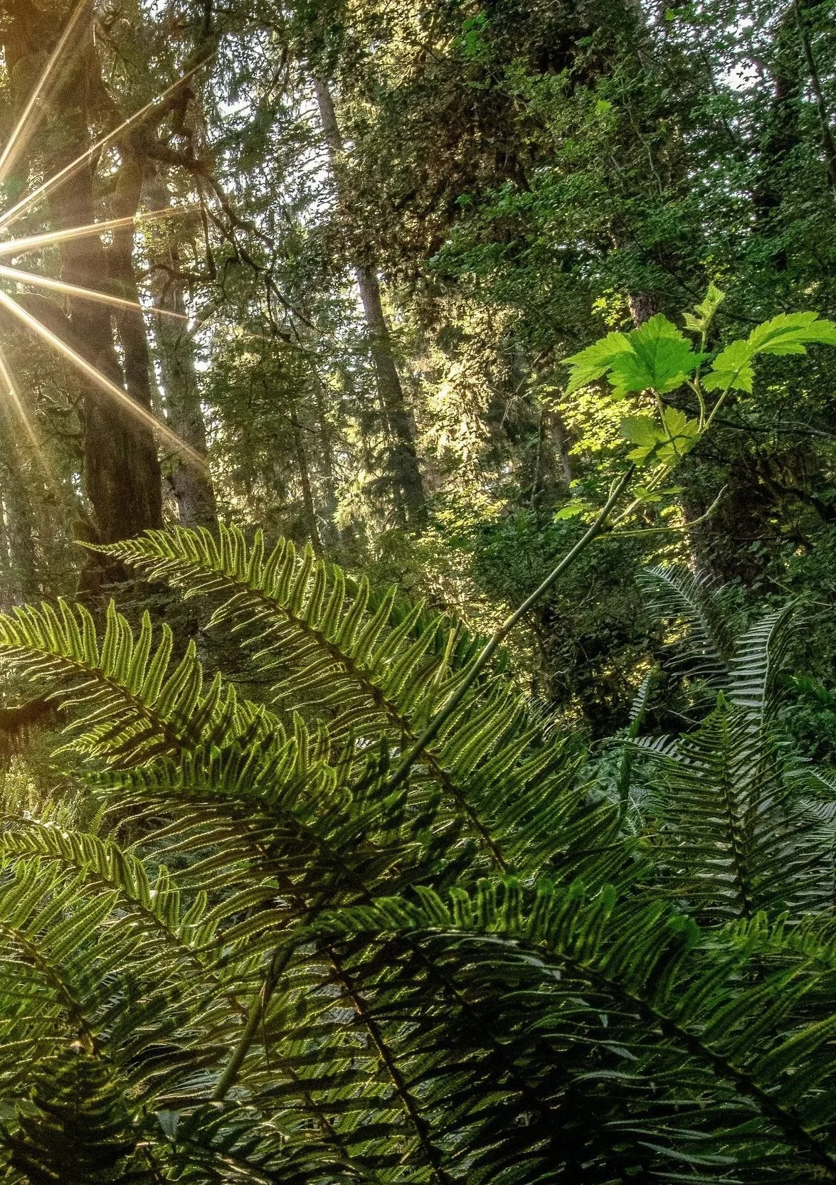 Sunlight filters through tall trees and lush green ferns in a dense forest.