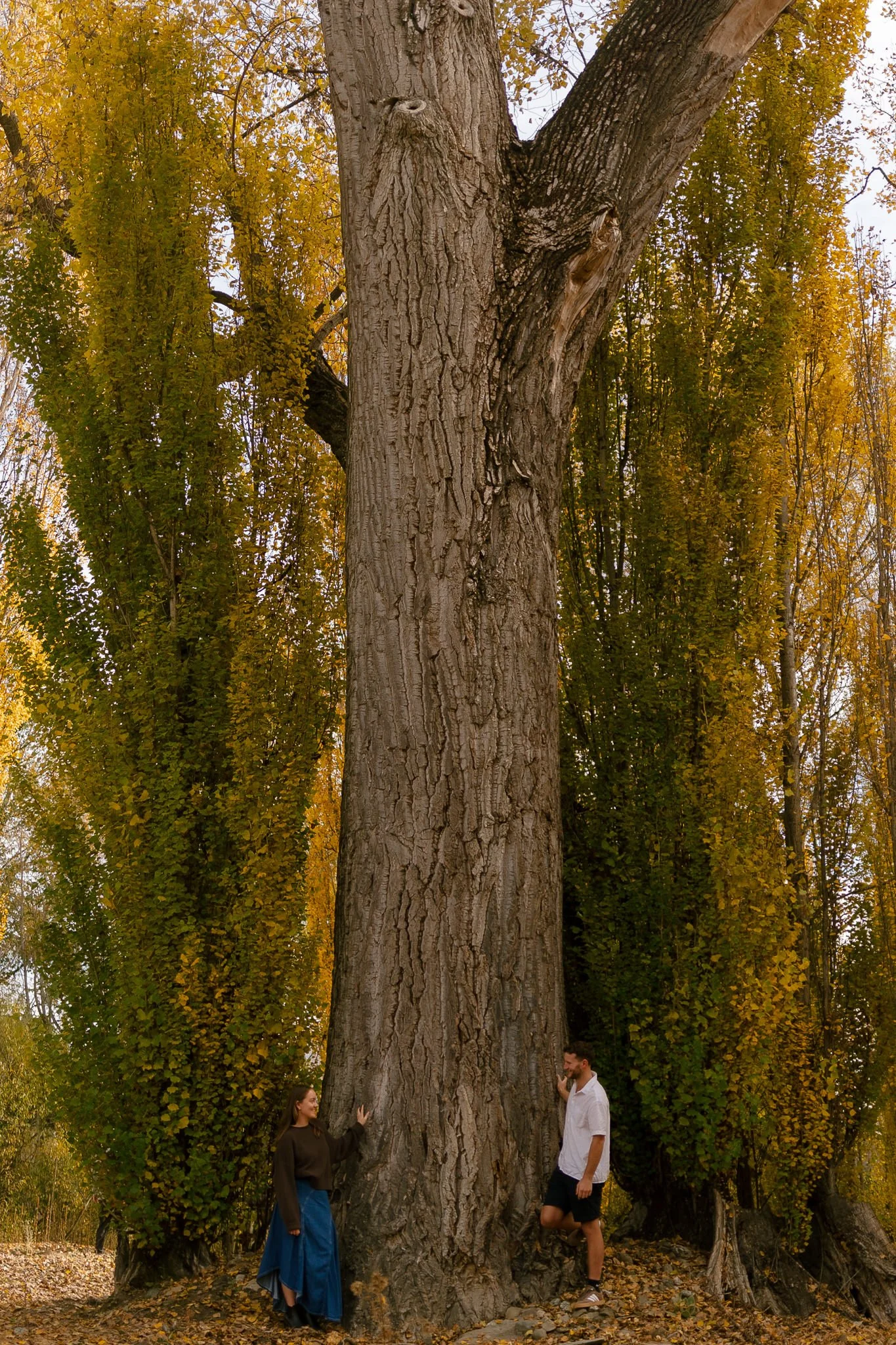 Couple posed against a large tree during their Wānaka engagement photography session
