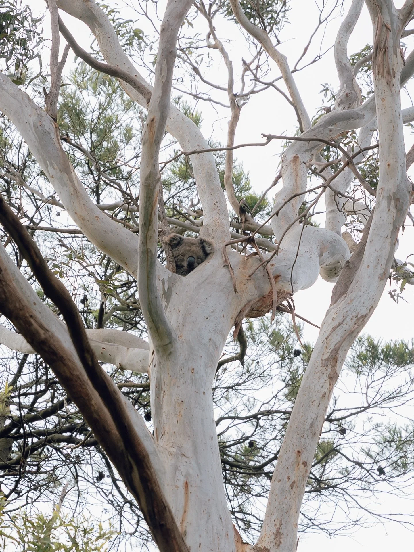 Australia update. Iv been away a month now and the work is amping up. I have enjoyed catching up with friends here and even snuck in a small photoshoot which was refreshing. Felt right back in my element. A great reminder of why I am doing this work 