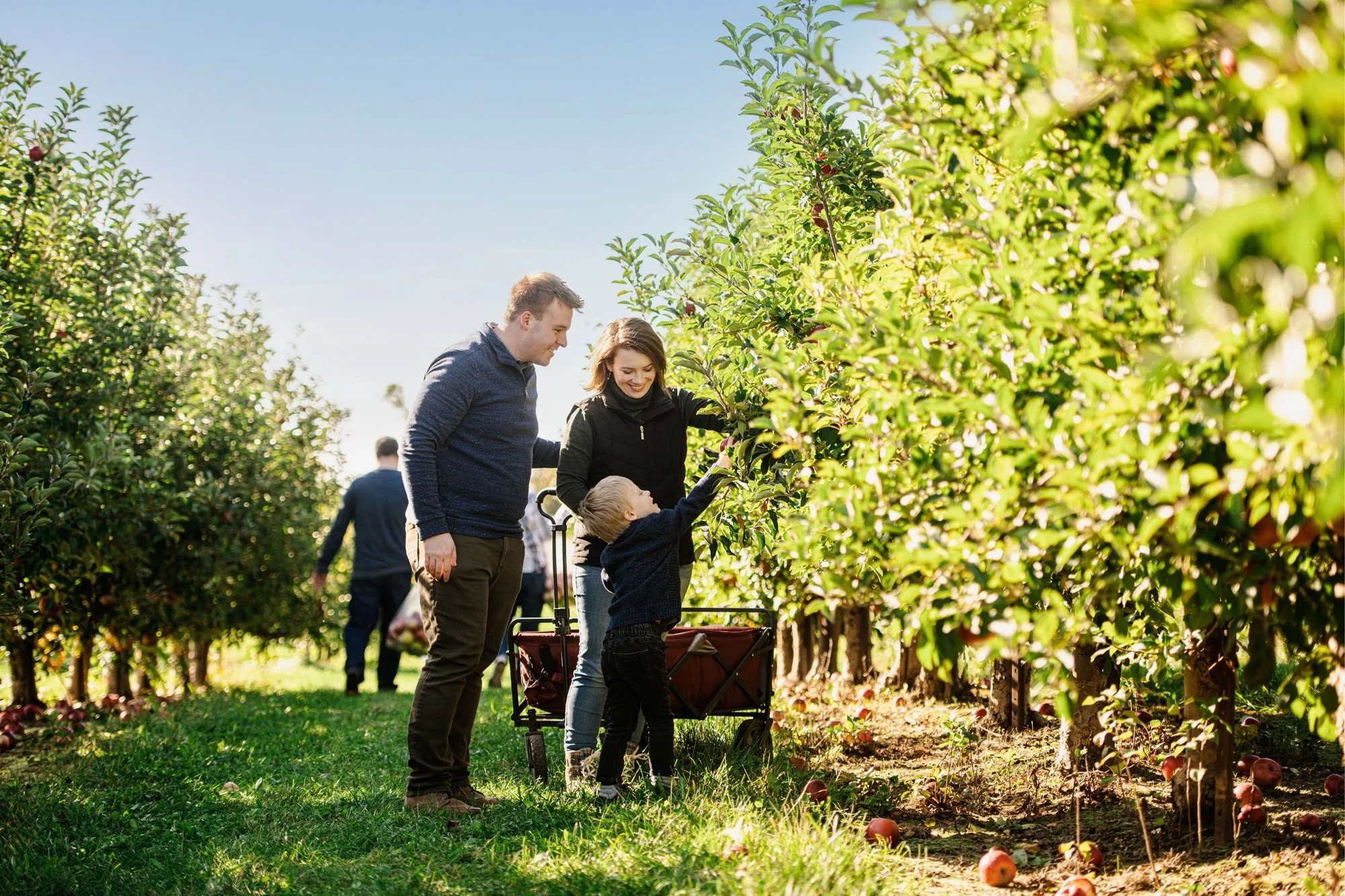 Apple picking at Crane's Orchards in Fennville