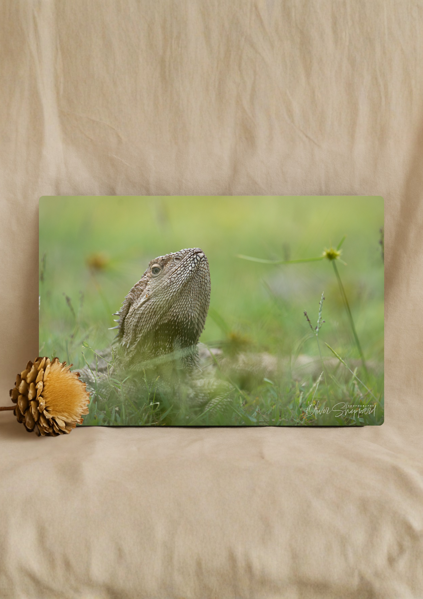 "Scaley Tanning" - Stretched Canvas Print
