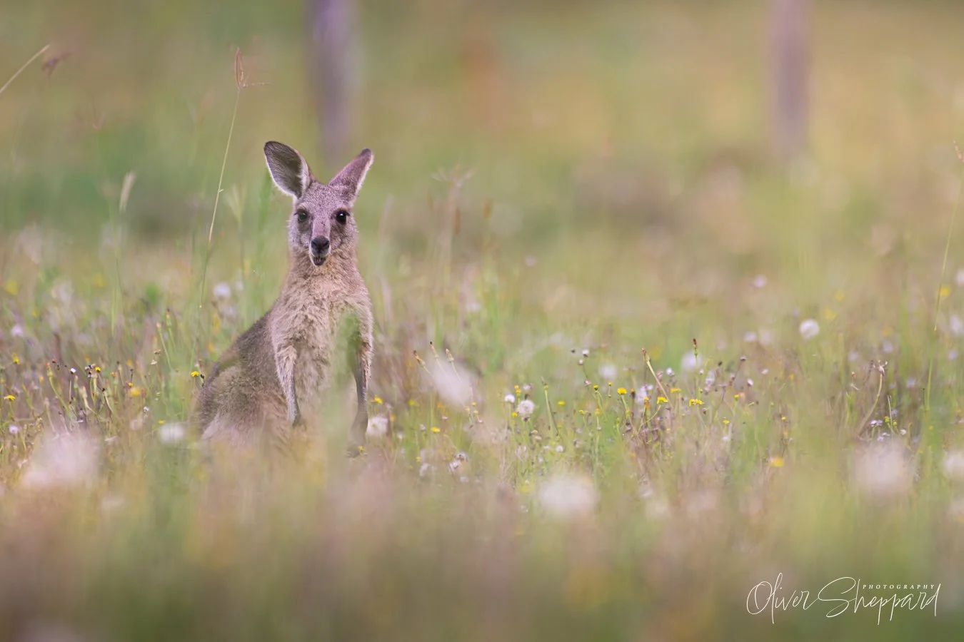 A Grey Kangaroo in the dandelion meadows.