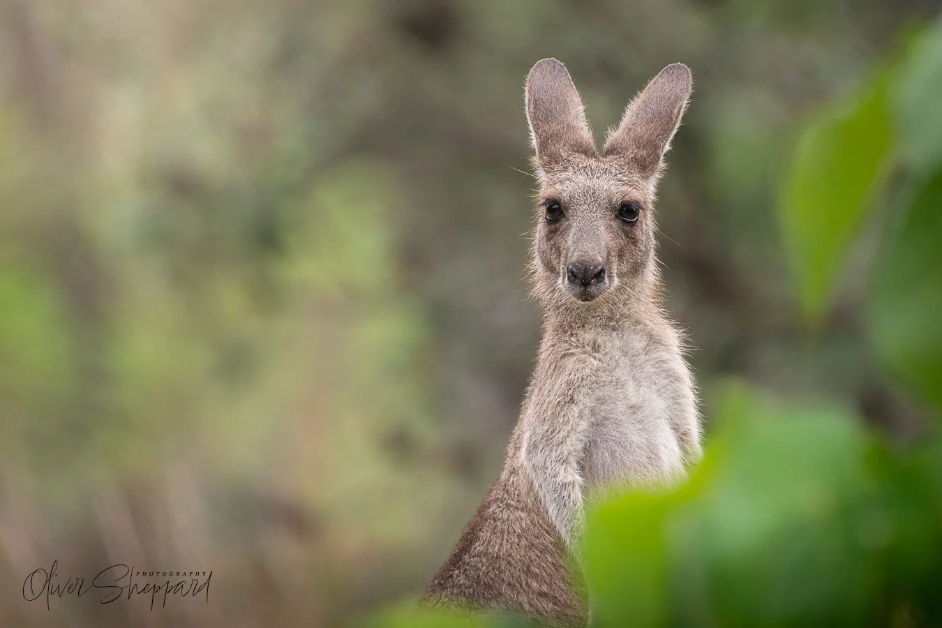 grey-kangaroo-3.jpg