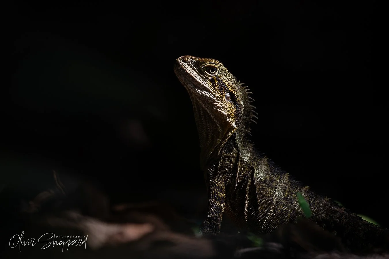 A young Eastern Water Dragon peaking out of the darkness.