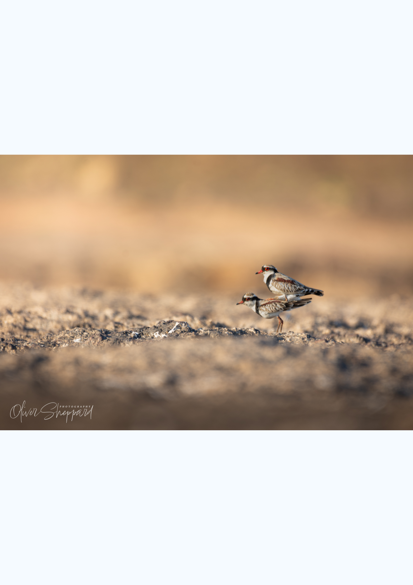 Dotterel.png