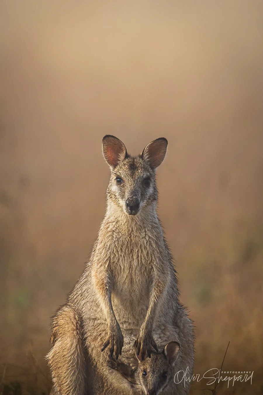 Wallaby.jpg