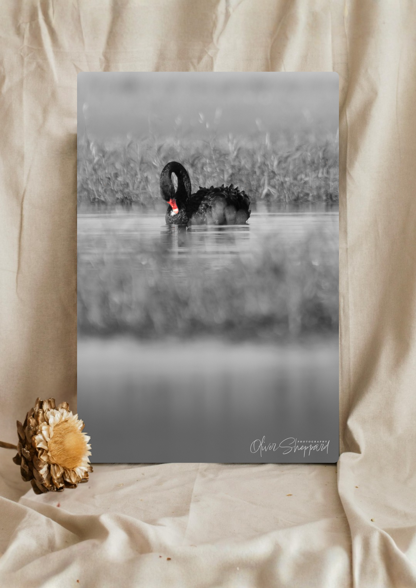 "Peaceful Preening" - Stretched Canvas Print