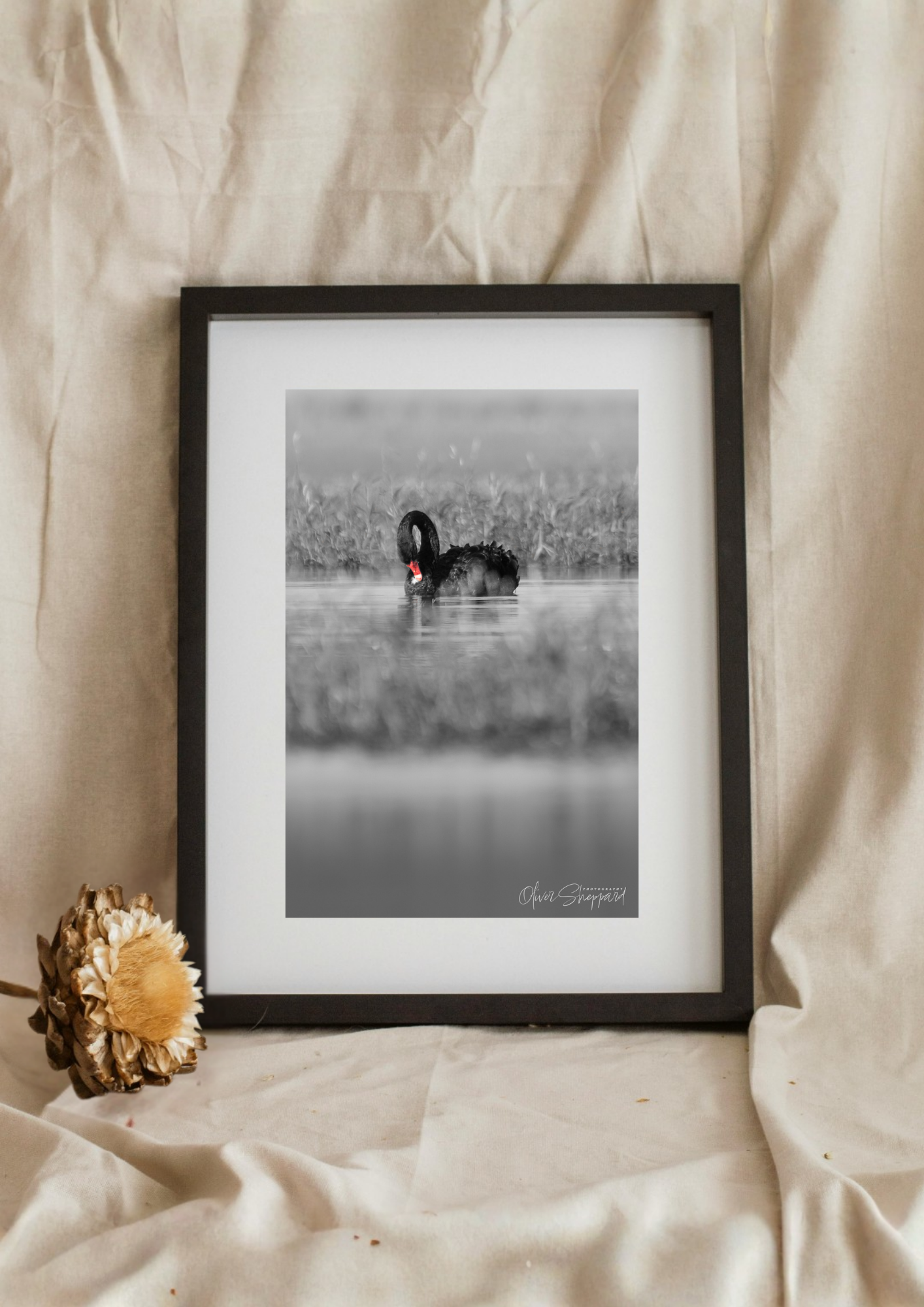 "Peaceful Preening" - Fine Art Print