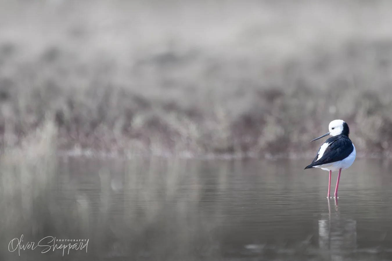 A Black-Winged Stilt watching over its pond.