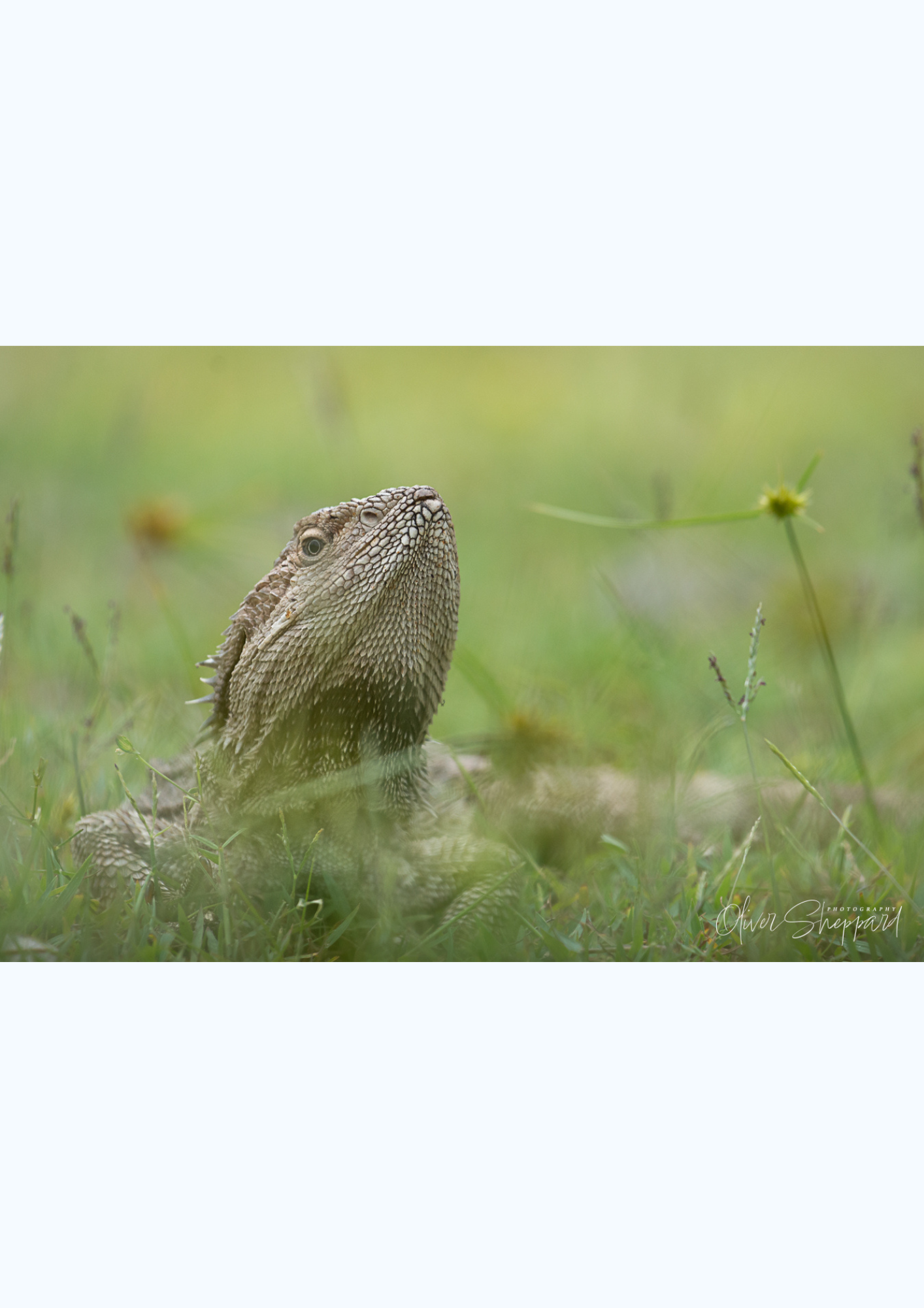Bearded Dragon.png