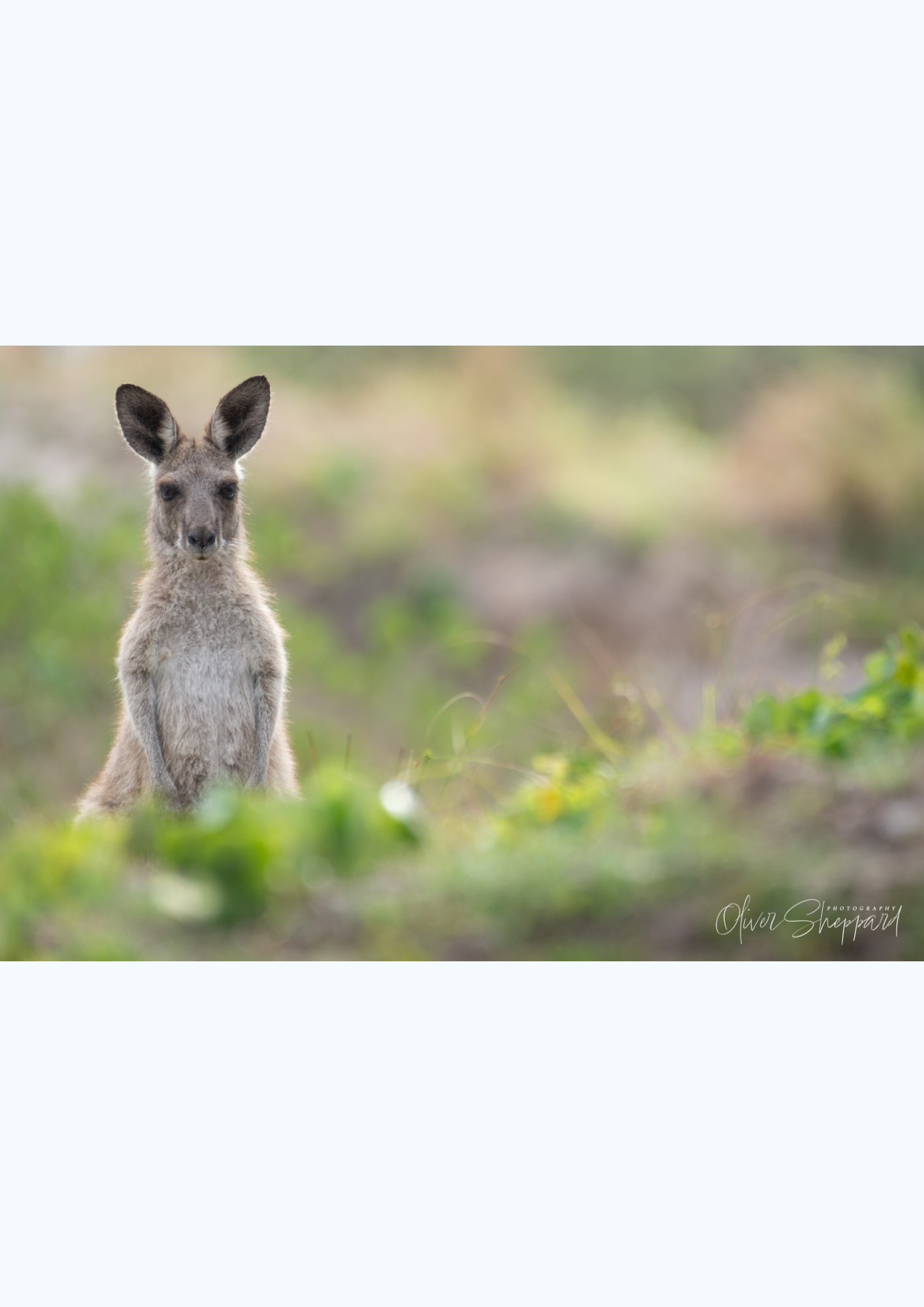 Kangaroo.png