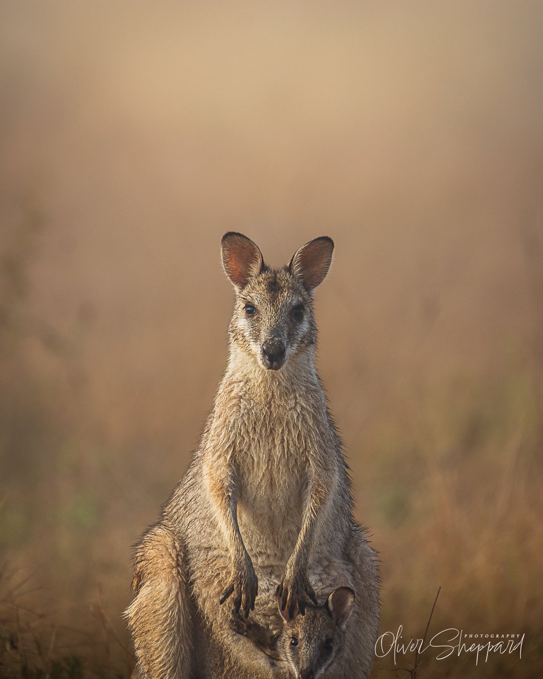 An Agile Wallaby scaring off predators with its motherly stare.