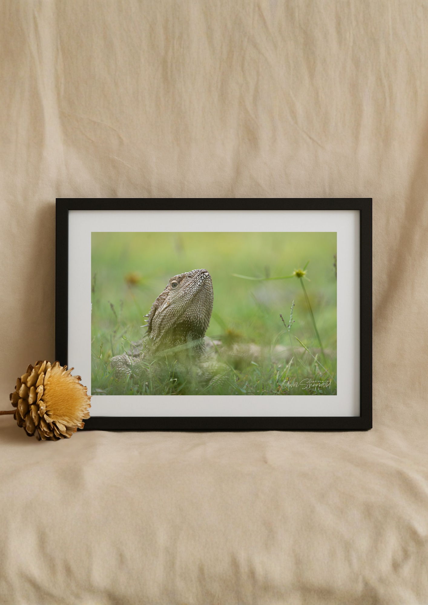 "Scaley Tanning" - Fine Art Print