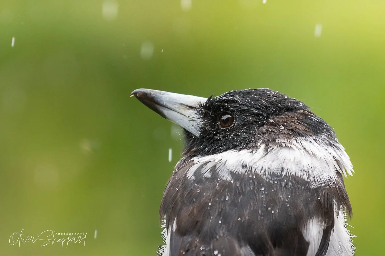 butcherbird.jpg