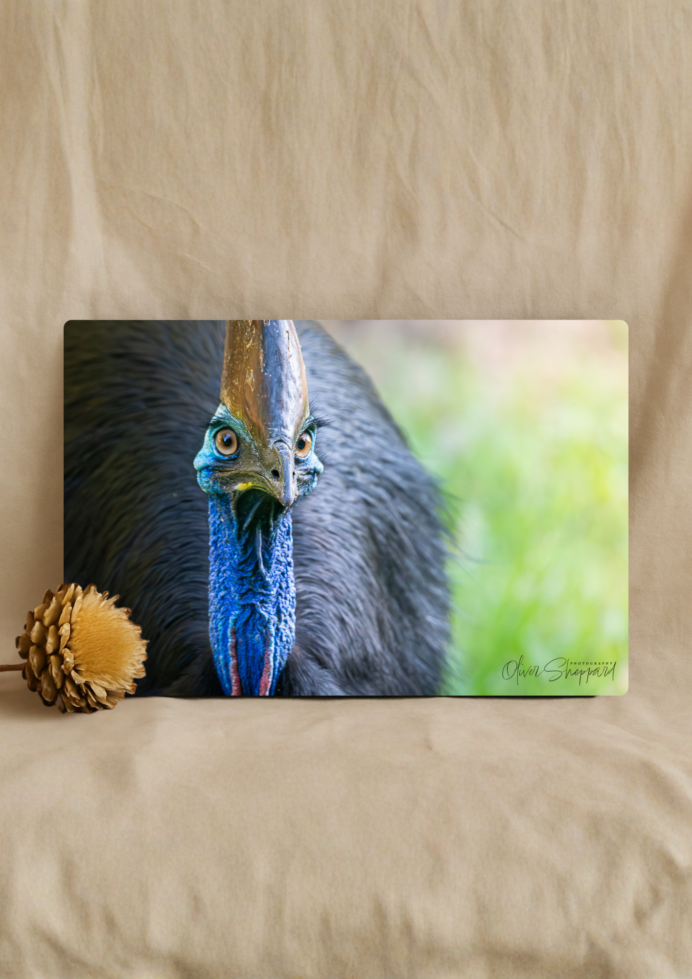 "A Deadly Stare" - Stretched Canvas Print