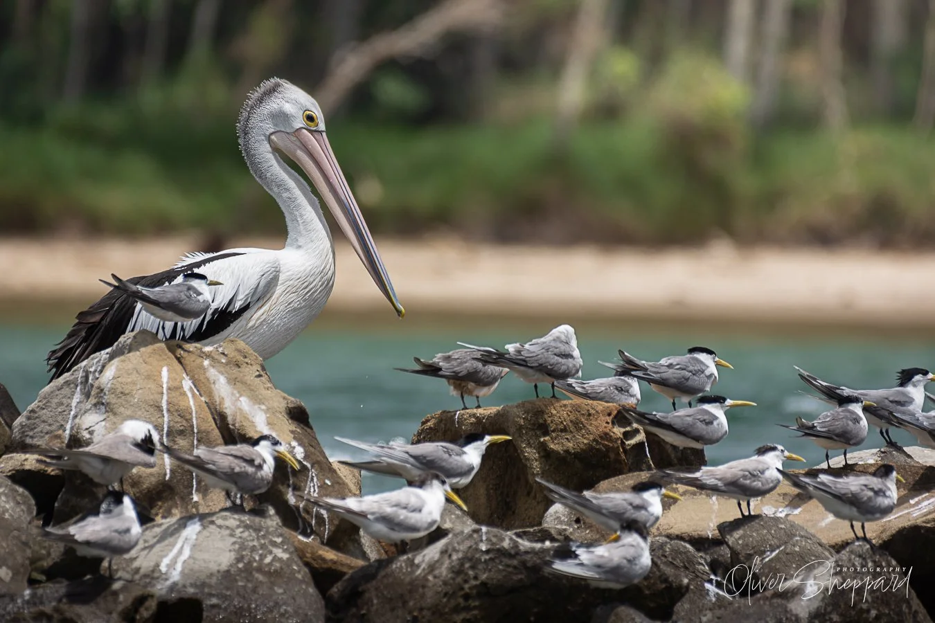 An Australian Pelican watching over a flock of terns.