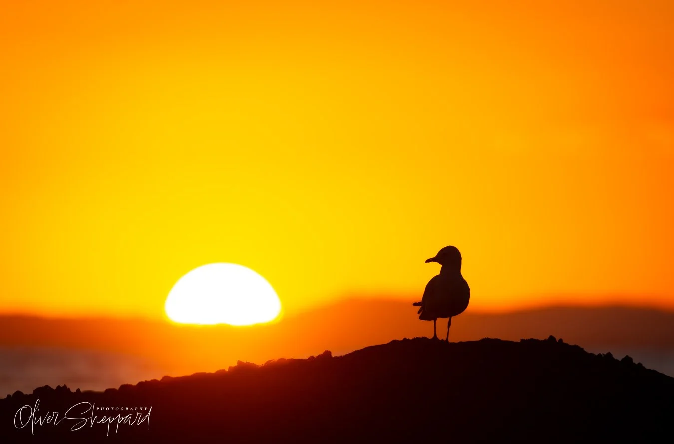 A Silver Gull watching the day pass.