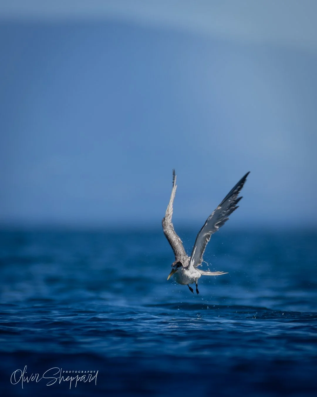 A Great Crested Tern fresh out of the water looking for lunch.