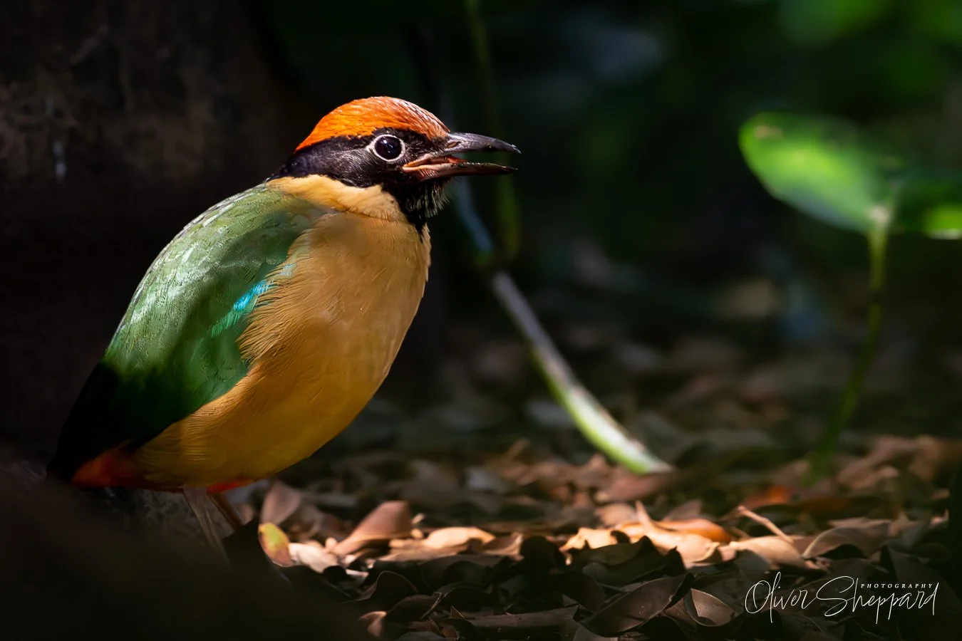 noisy pitta.jpg