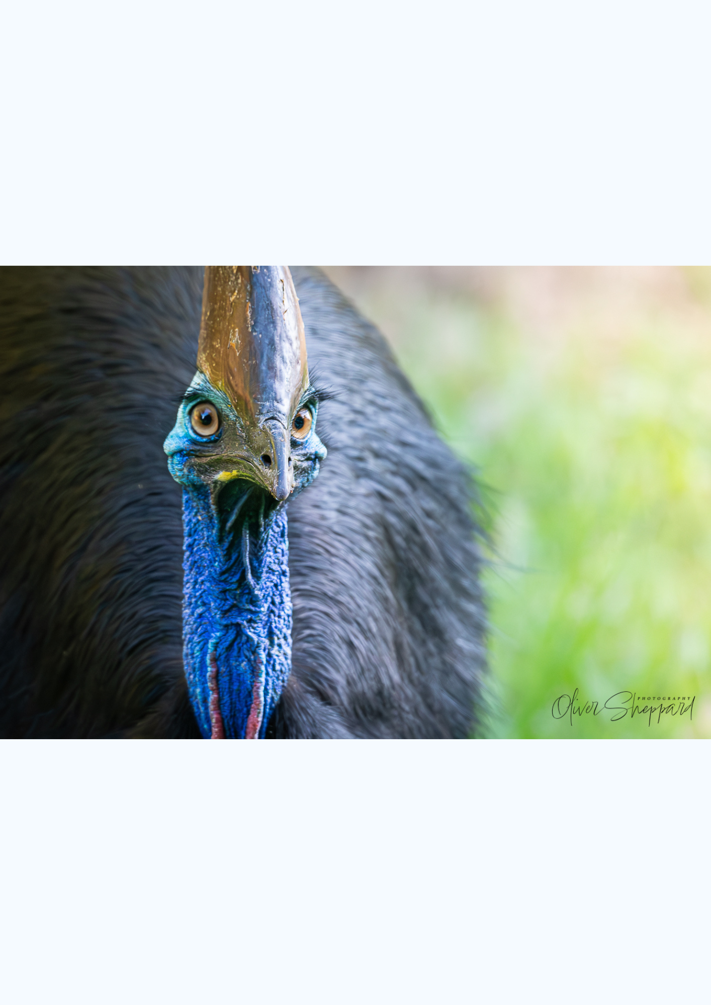 Cassowary.png