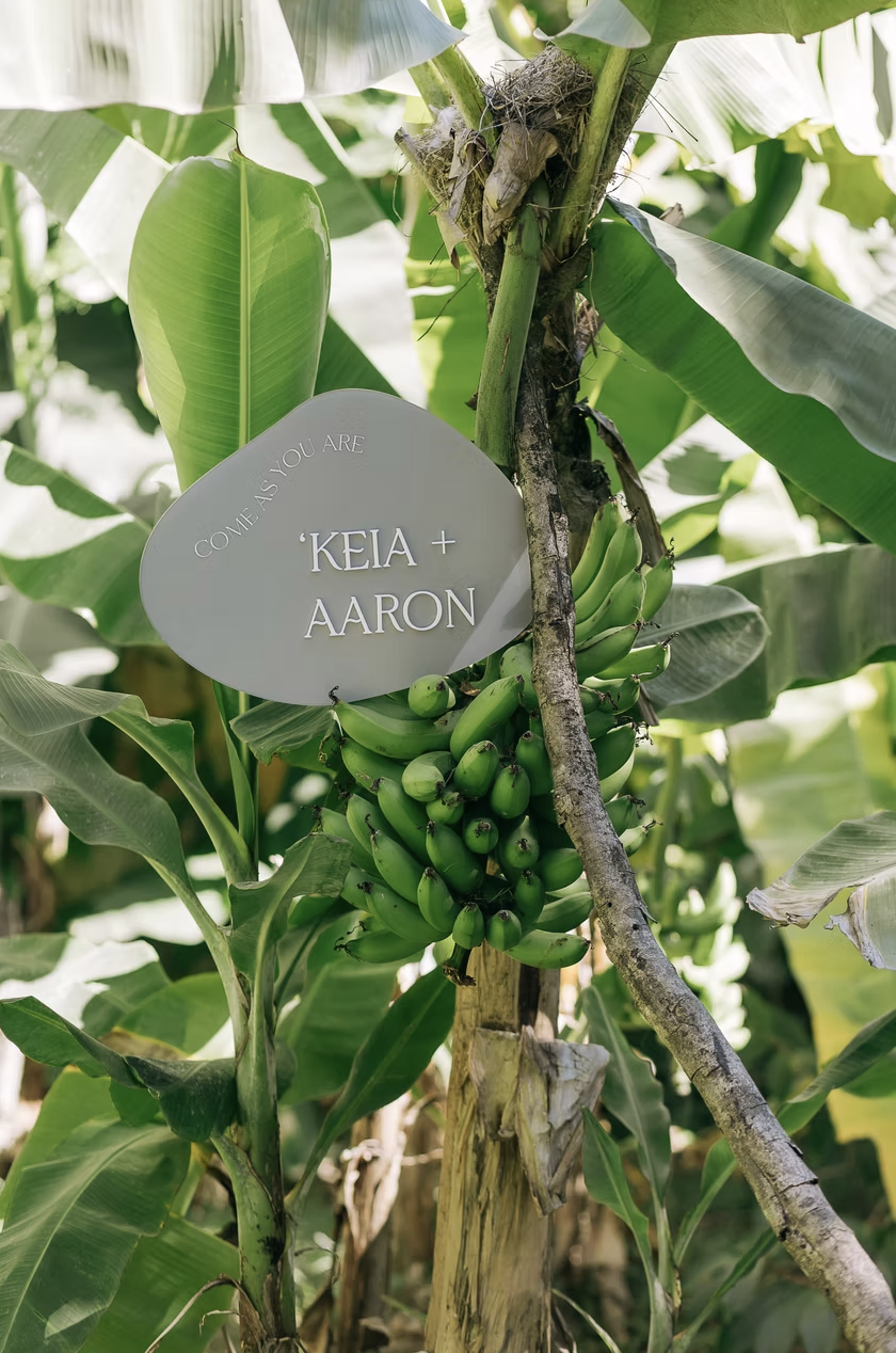 A bunch of green bananas growing on a banana plant, with a sign that reads "Come as you are 'KEIA + AARON" attached to the plant.