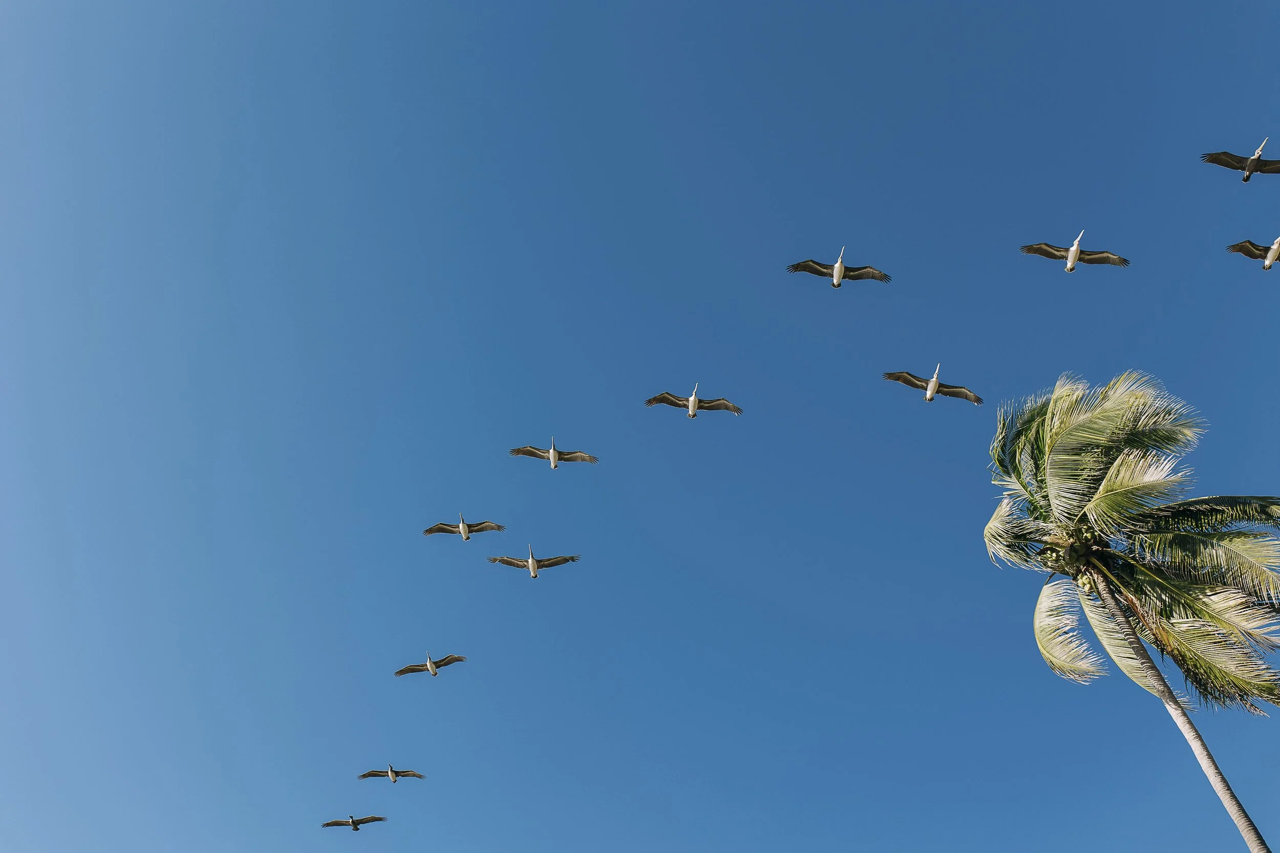 Seagulls flying in a V-formation with a palm tree on the right against a clear blue sky.