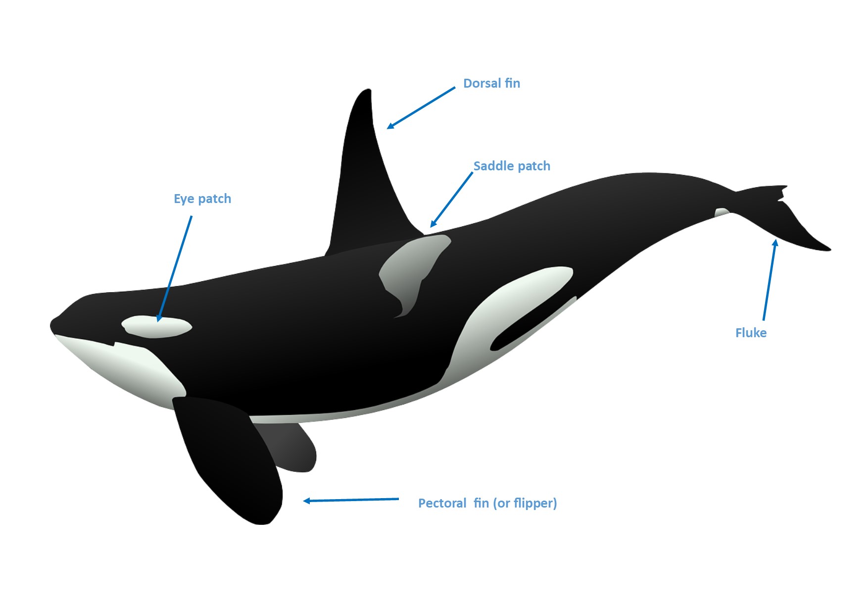 These are the main features that helps us identify one individual from another. Orca image credit: Clker-Free-Vector-Images (Pixabay Licence)