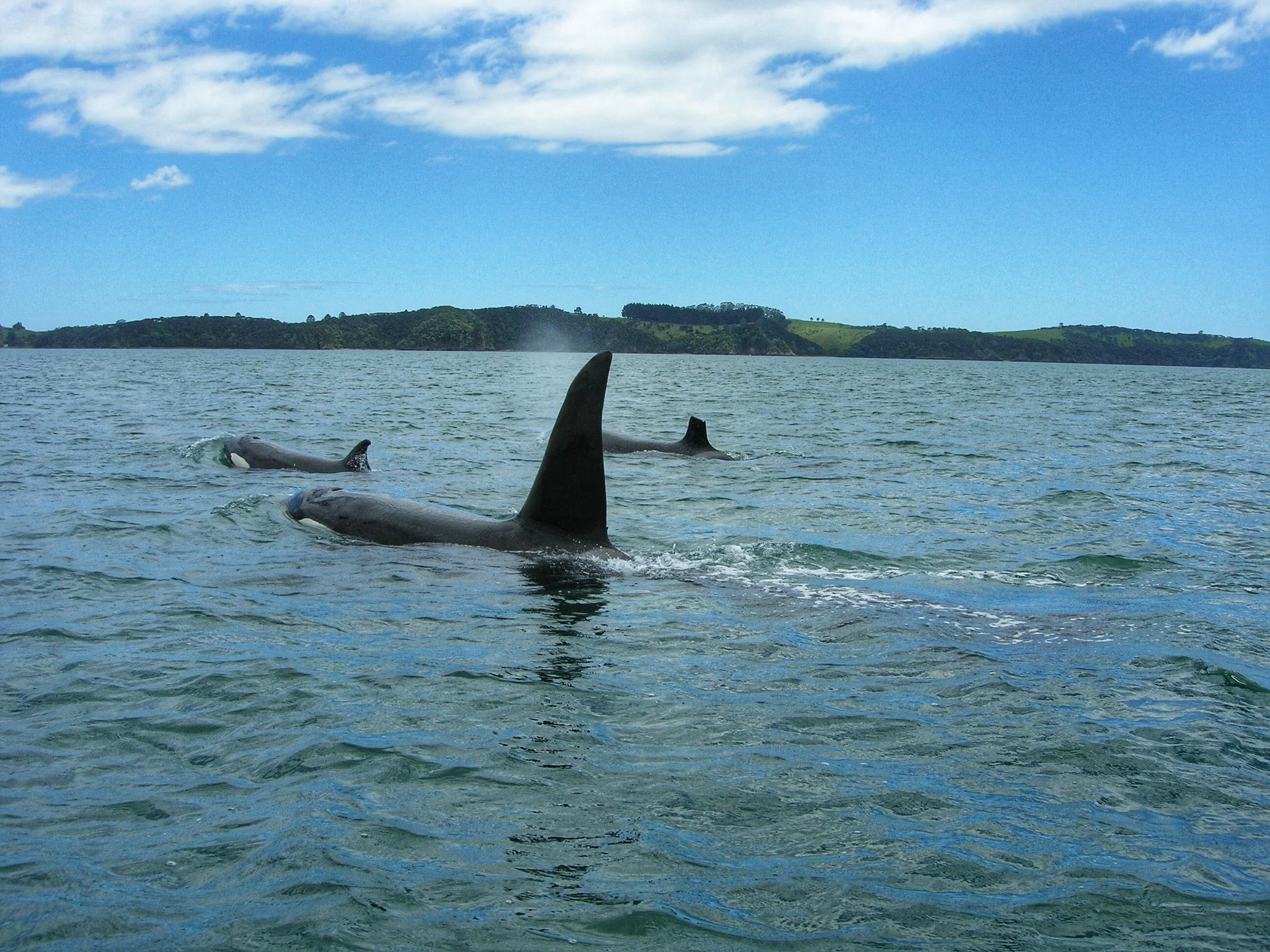 Sea Shorts: How to ID a killer whale