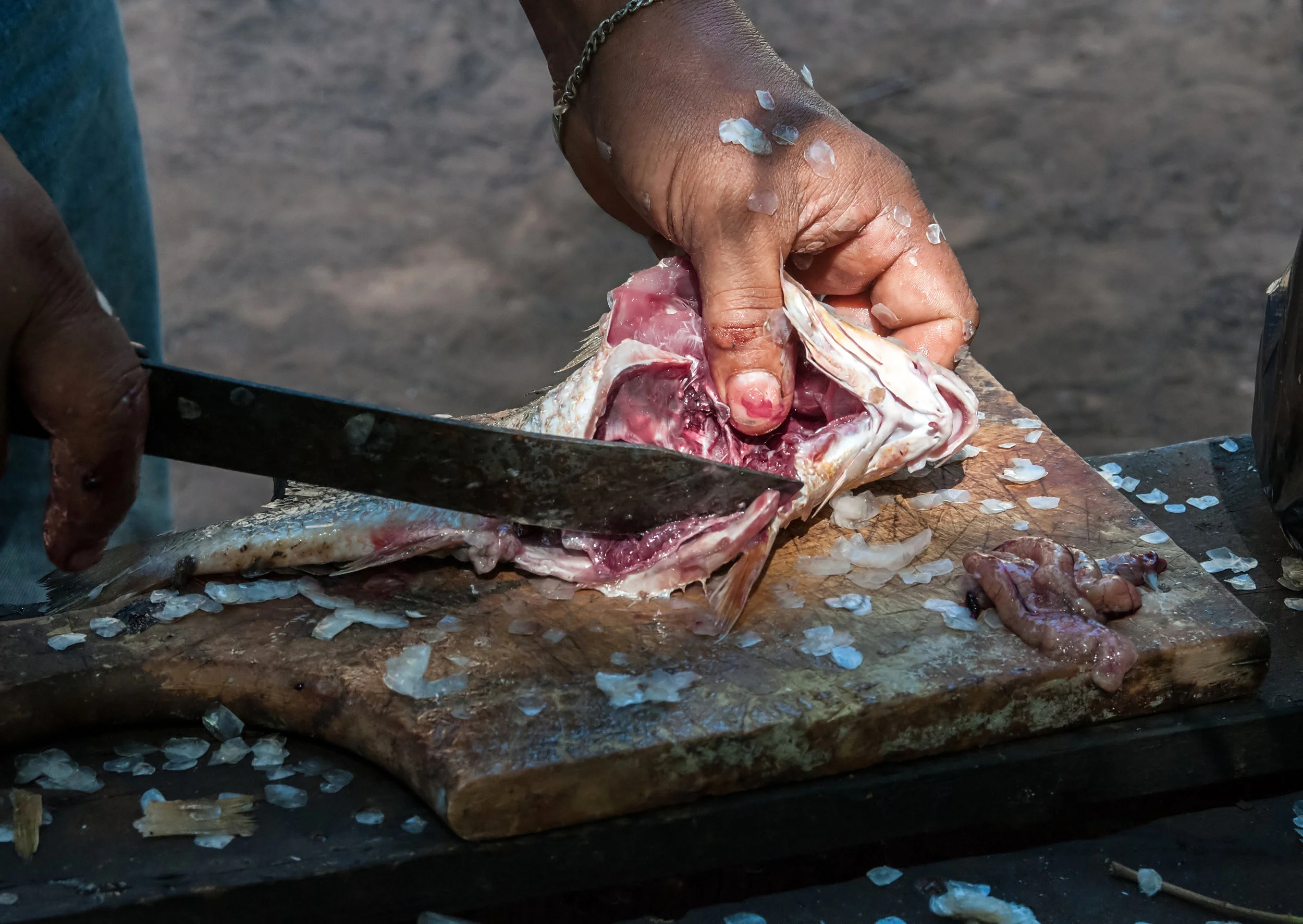 Gutting fish in Isla Margarita. Credit The Photographer/Wikimedia (CC0 1.0)