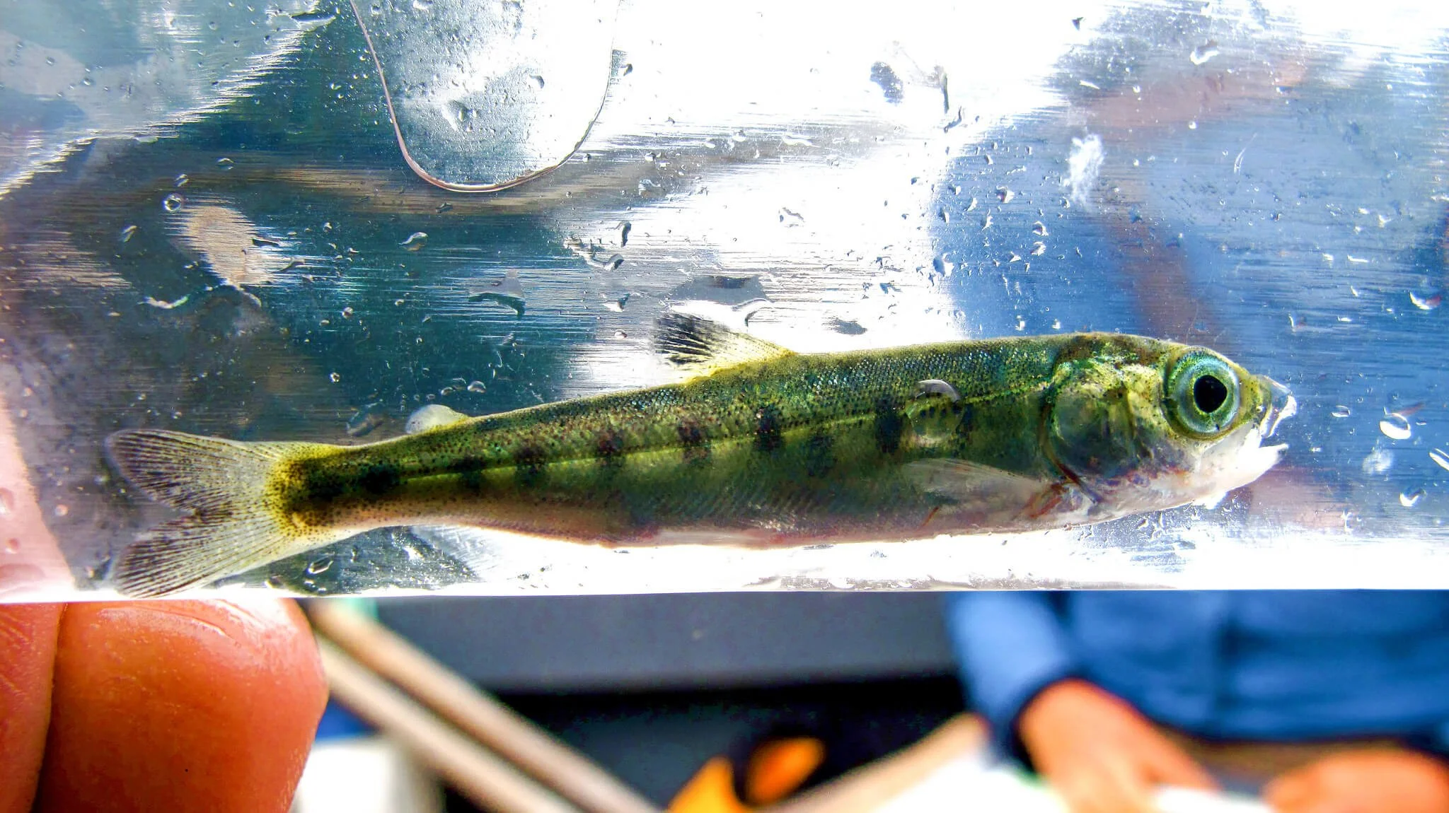 A juvenile salmon with a sea louse attached above its pectoral fin, close to its gills