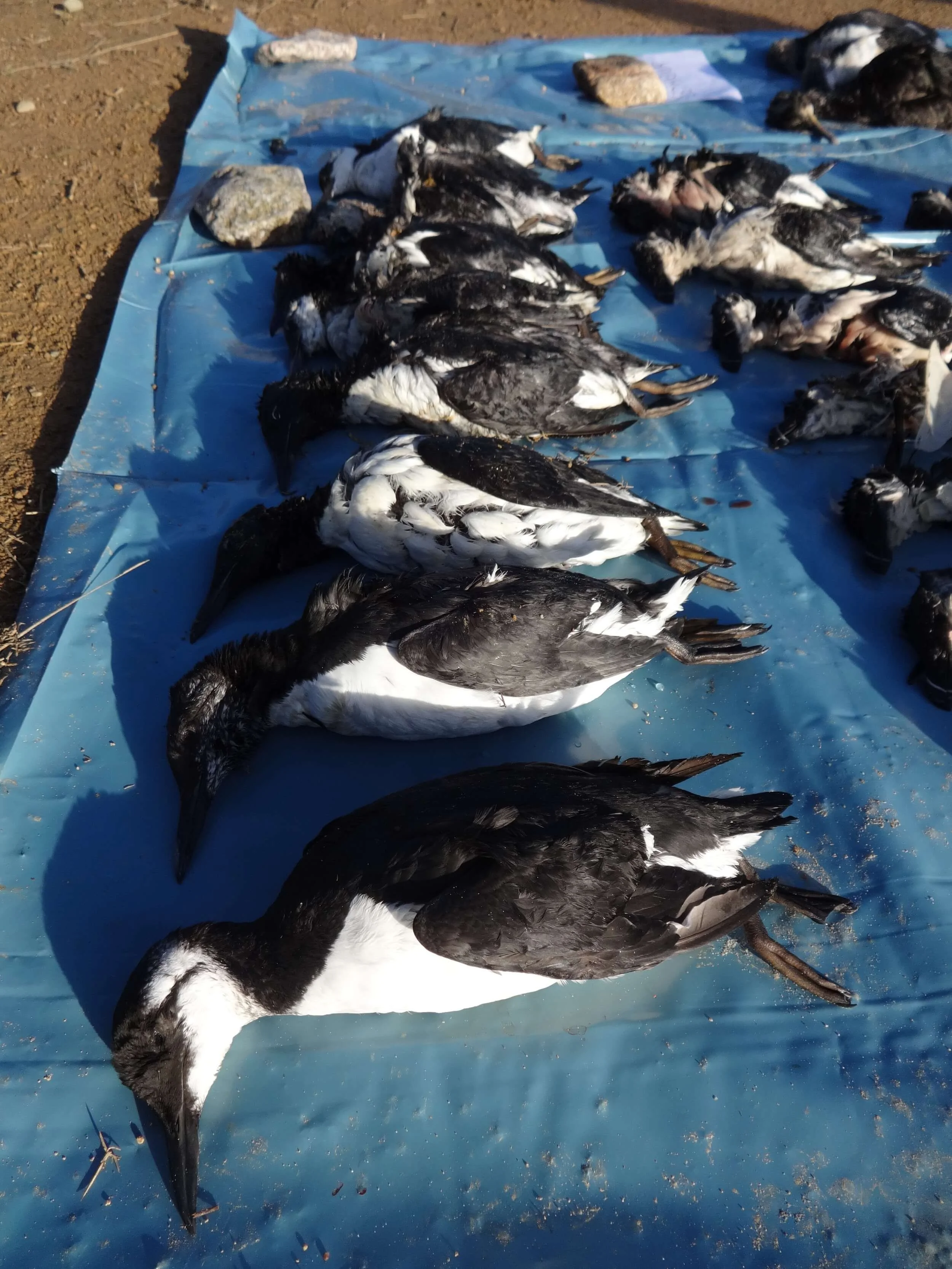 dead murres are lined up on a blue plastic tarpaulin on the beach