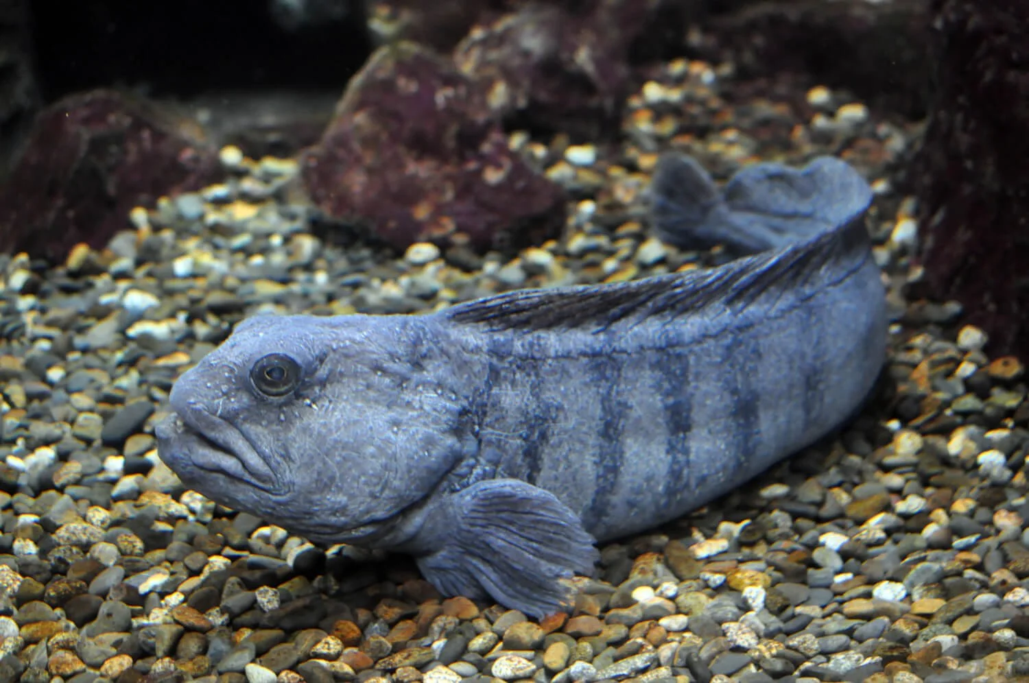 Sea Shorts: Wonderful wolffish and their amazing adaptations