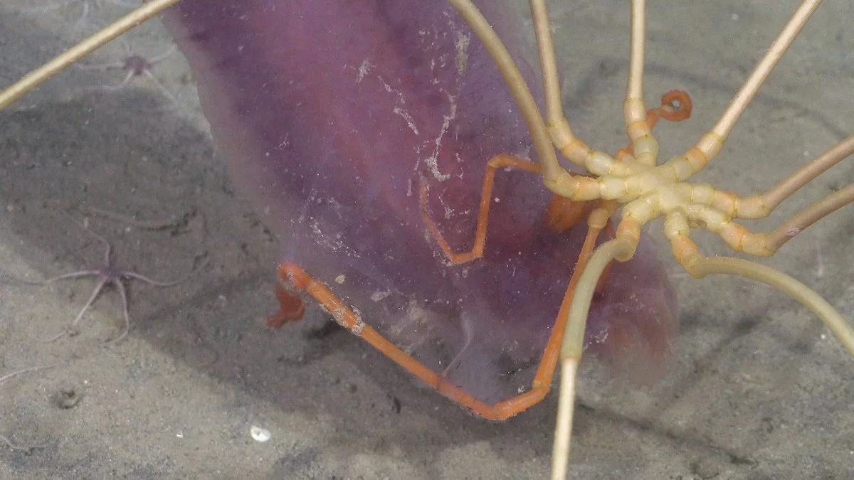 Sea spider eating an unlucky victim. Credit Schmidt Ocean Insitute